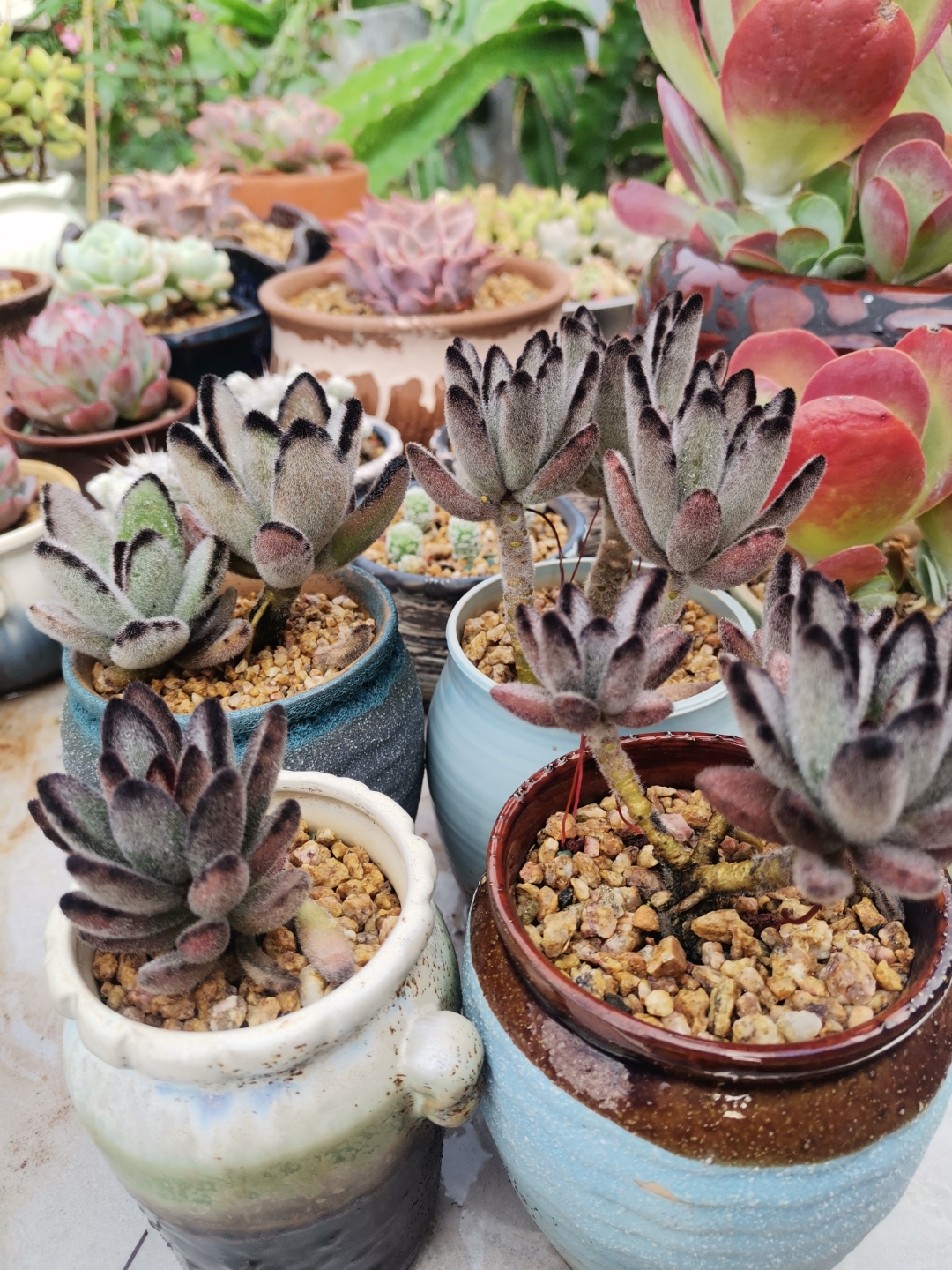 不光兔兔可爱,兔耳朵多肉一对毛绒绒的小耳朵也萌化了你的心.