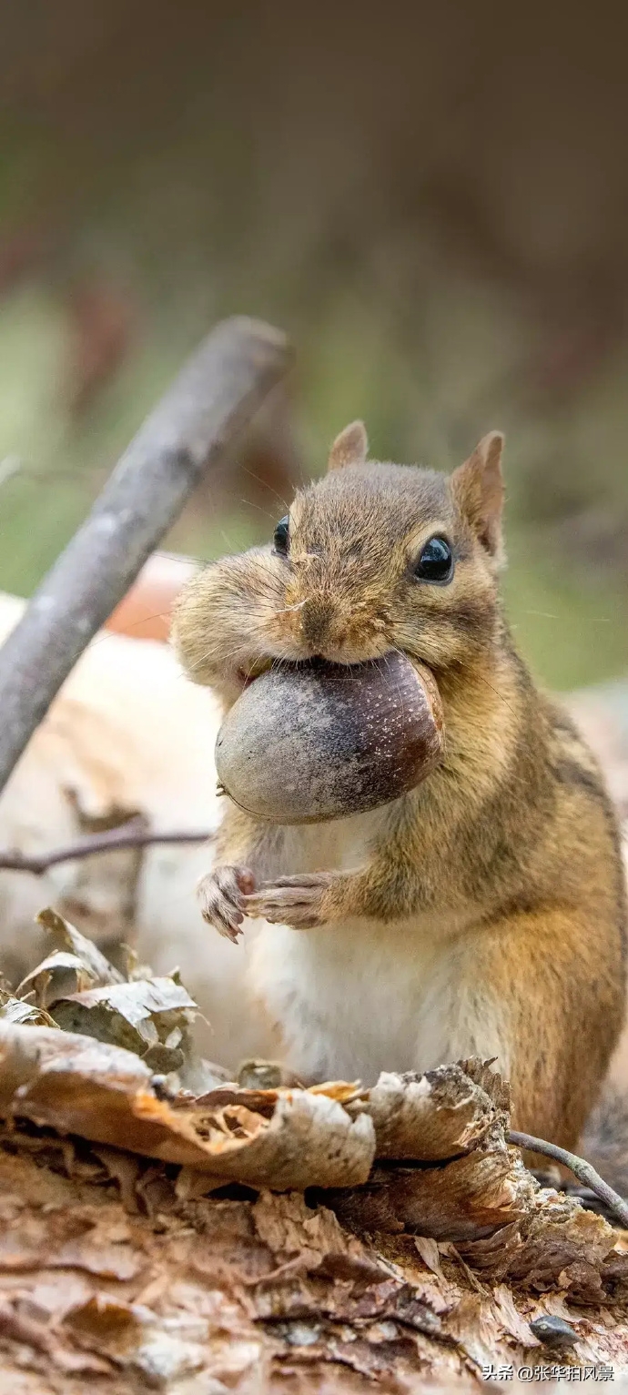 它在这里躺了不知多少年,风吹雨打,日晒雨淋,表面早已布满坑洼