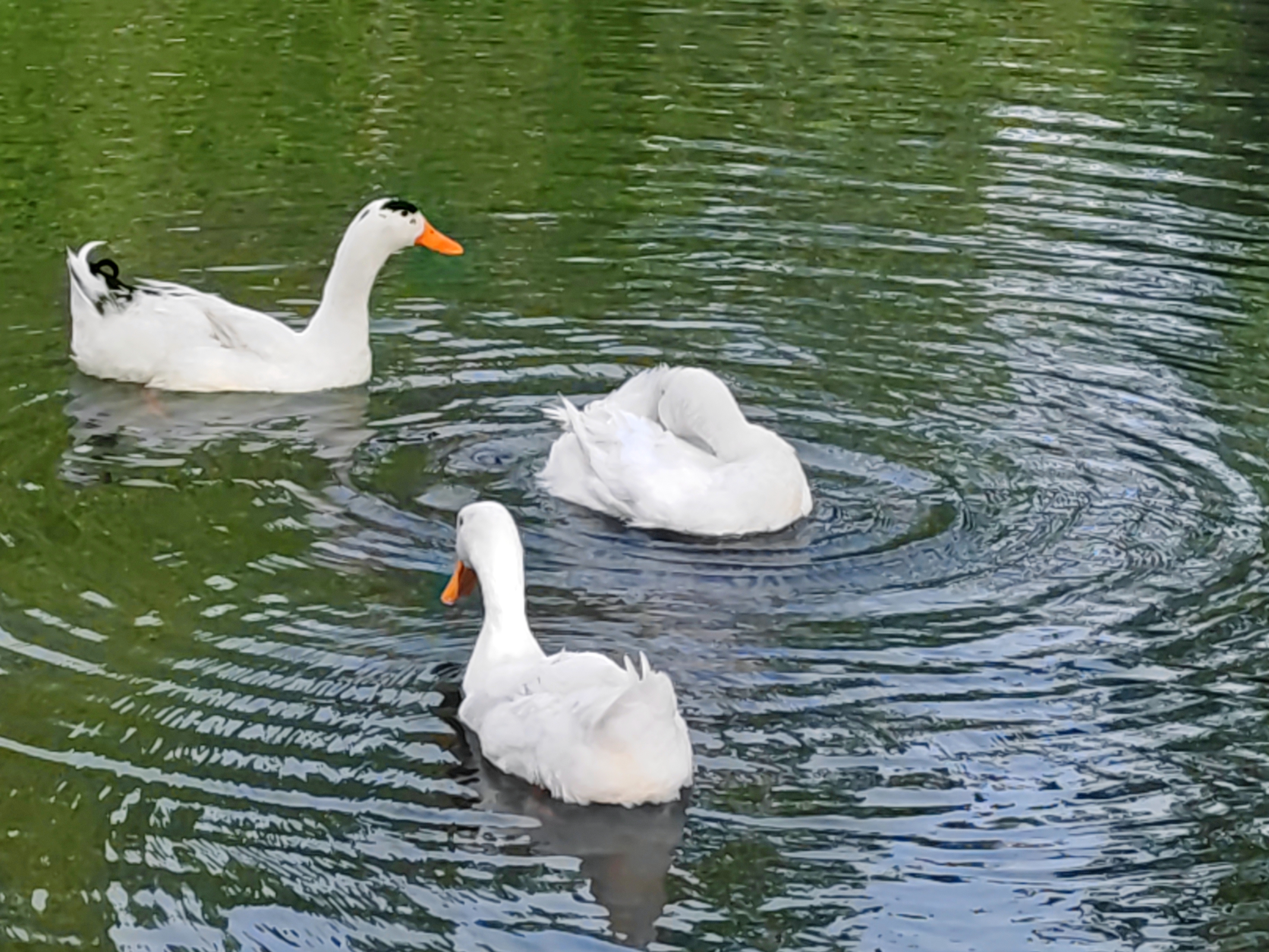 98  9015其中一只鸭子傲立水中,宛如一位潇洒的舞者,在舞台中央