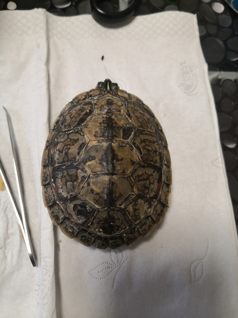 乌龟背甲发白蜕皮 大家看看我这个火焰龟的背甲是咋回事,发白蜕皮了