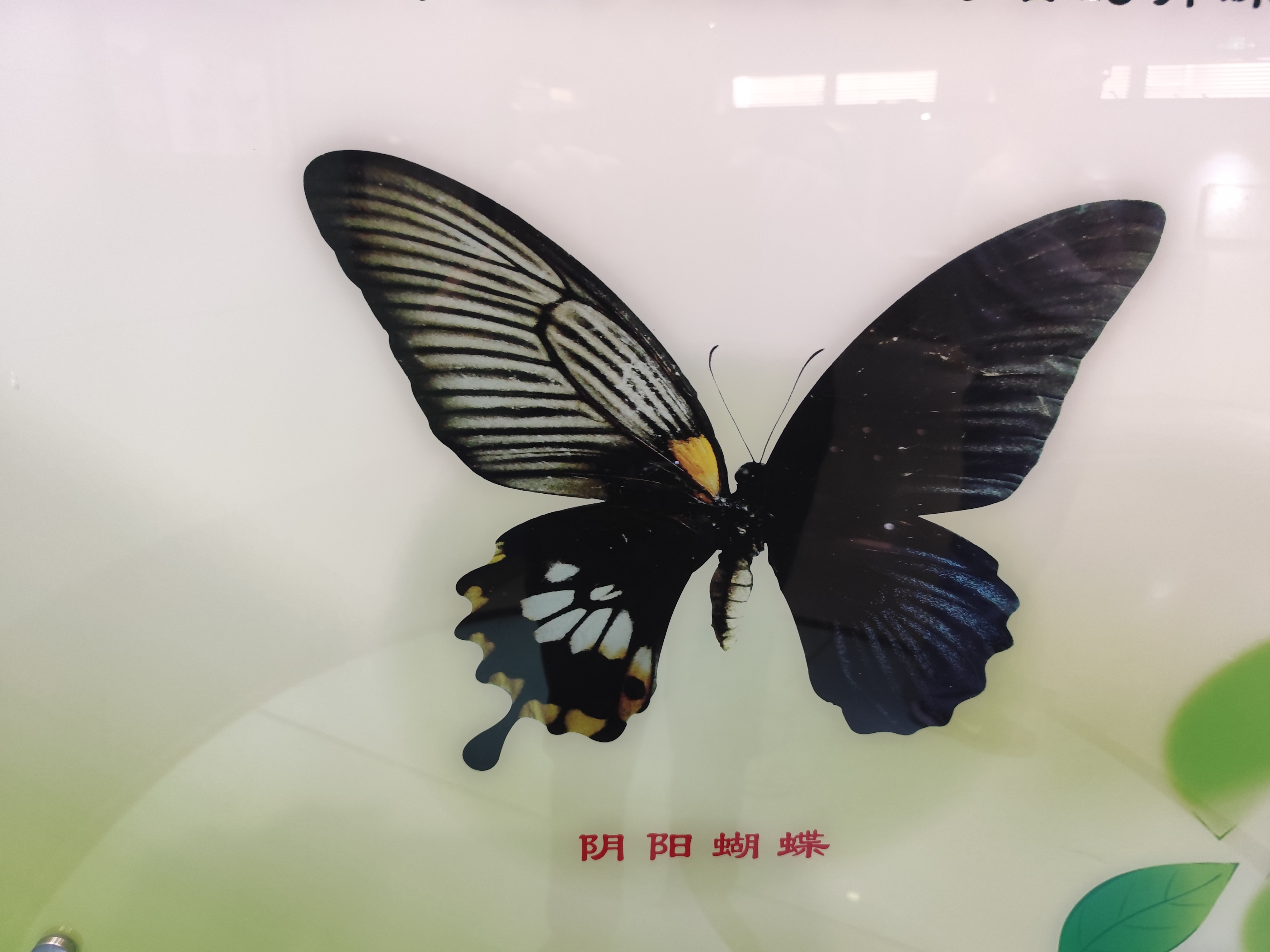 今天,我想和大家分享昆虫世界中一个非常奇特的现象