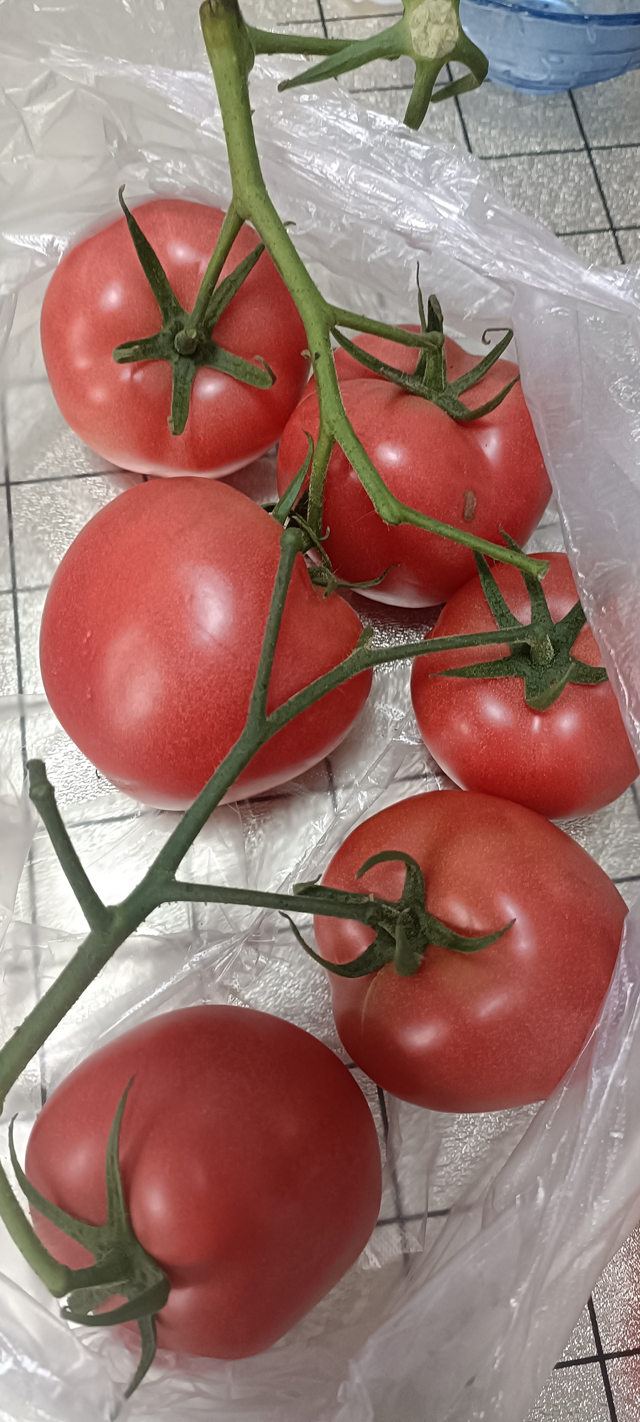 这个西红柿叫串串西红柿,言外之意一串串长的.