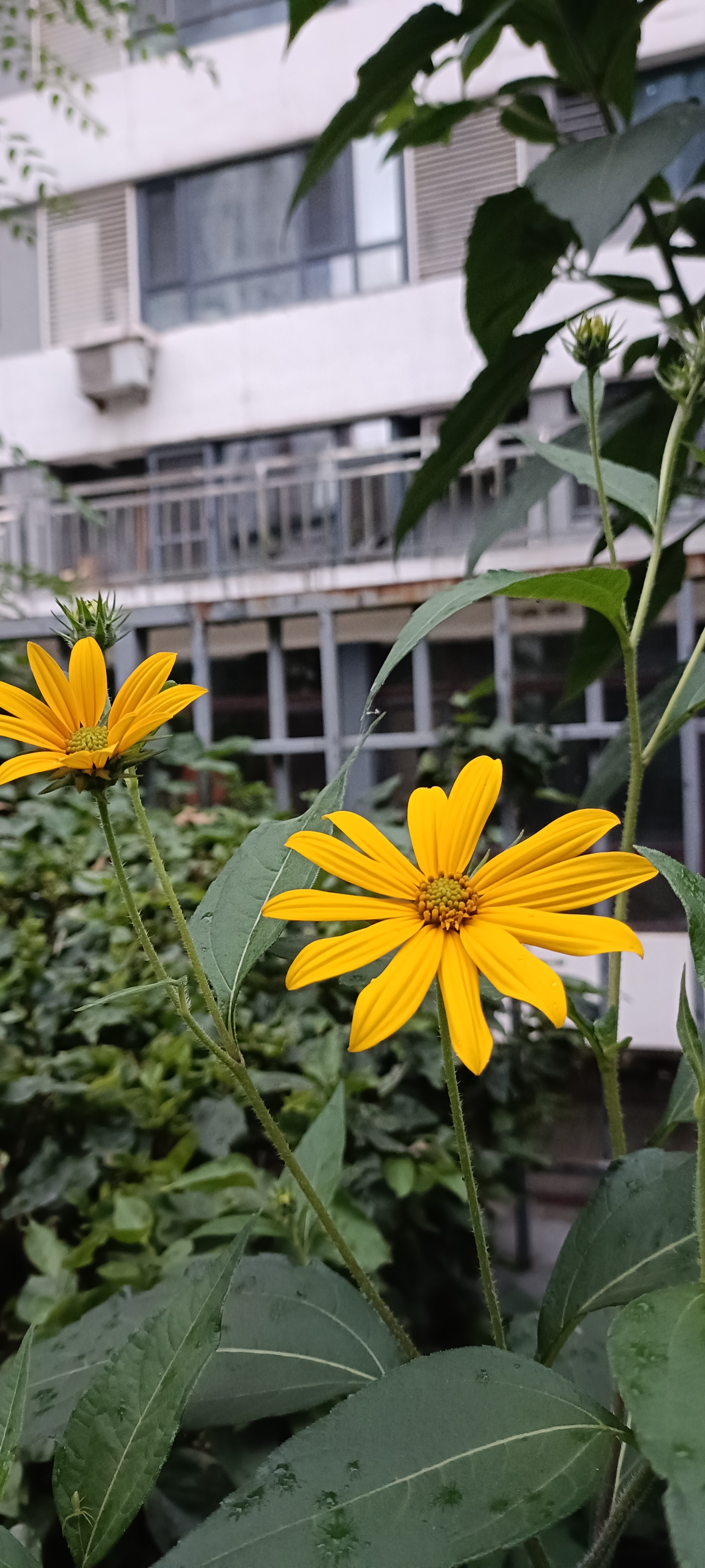 秋天开的最艳丽的花,它的横泾叫鬼子姜!你吃过吗?#图文动态同步大赛