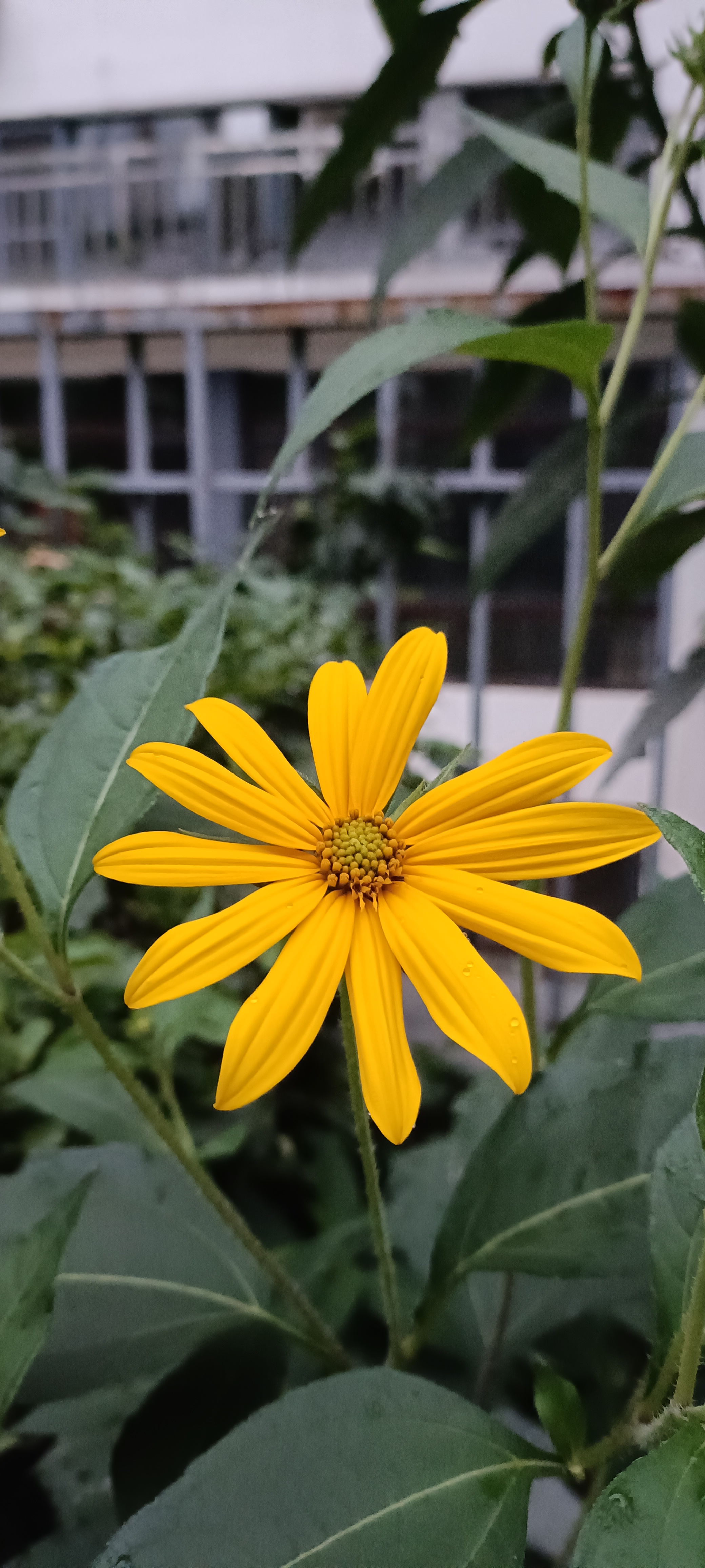 秋天开的最艳丽的花,它的横泾叫鬼子姜!你吃过吗?#图文动态同步大赛