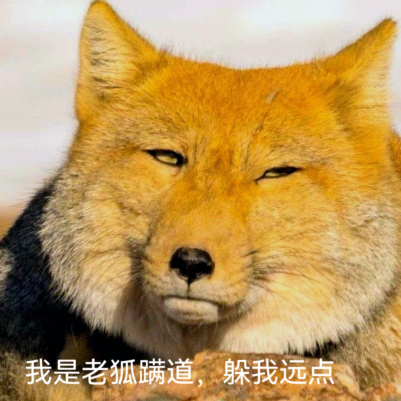 近观一狐姓老瓜,瓜烂蒂落,爆瓜亮相.其自诩老狐蹒道