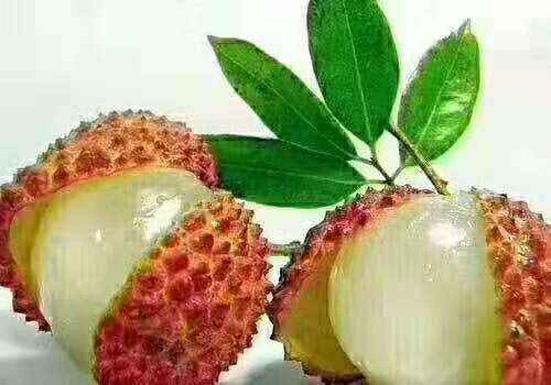 荔枝的功效与作用(荔枝草的功效与作用)