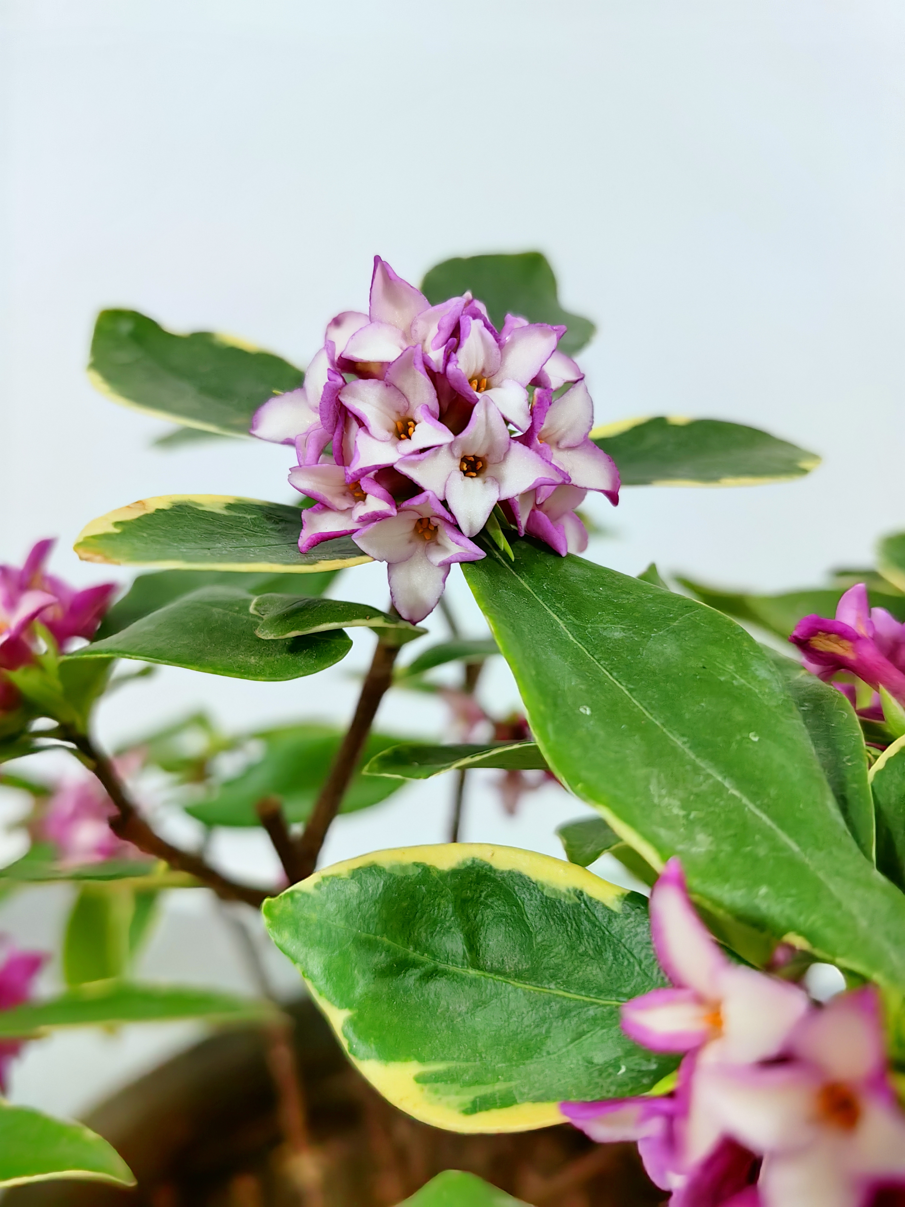 瑞香花真实图片