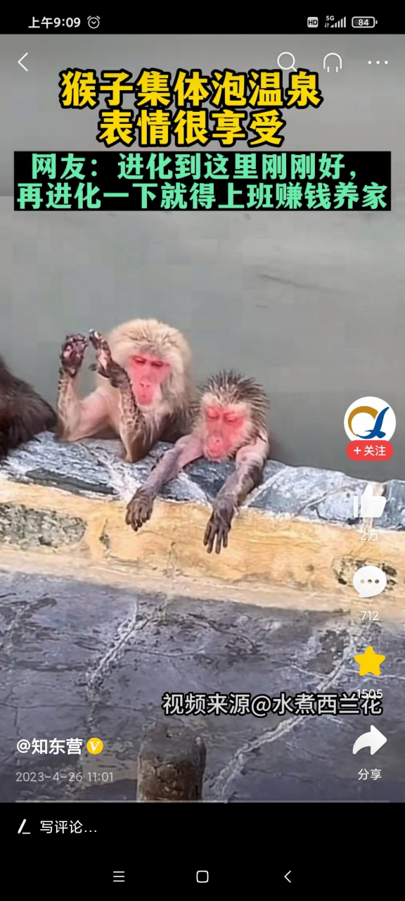 群猴子在泡温泉,一边泡一边聊天,表情很享受.