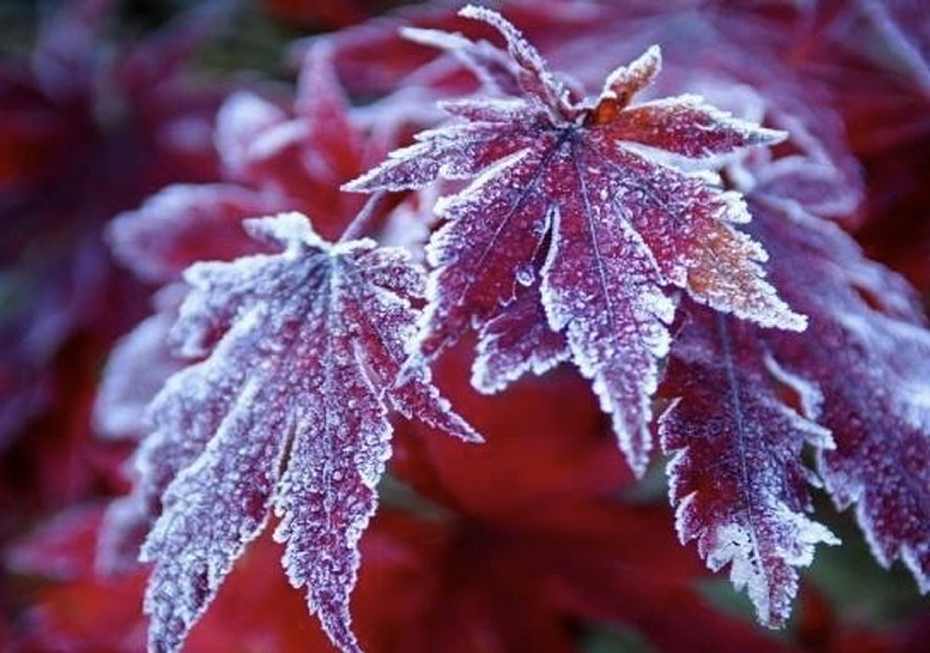 2上联: 霜寒红叶透