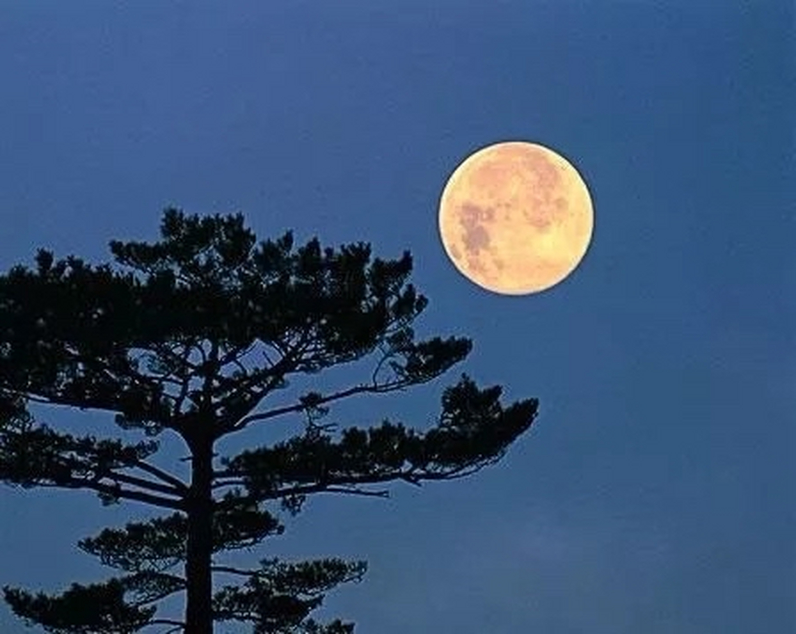 书法与佳联欣赏 上联:山顶古松独赏月 下联:空中群雁齐归乡 ——念语