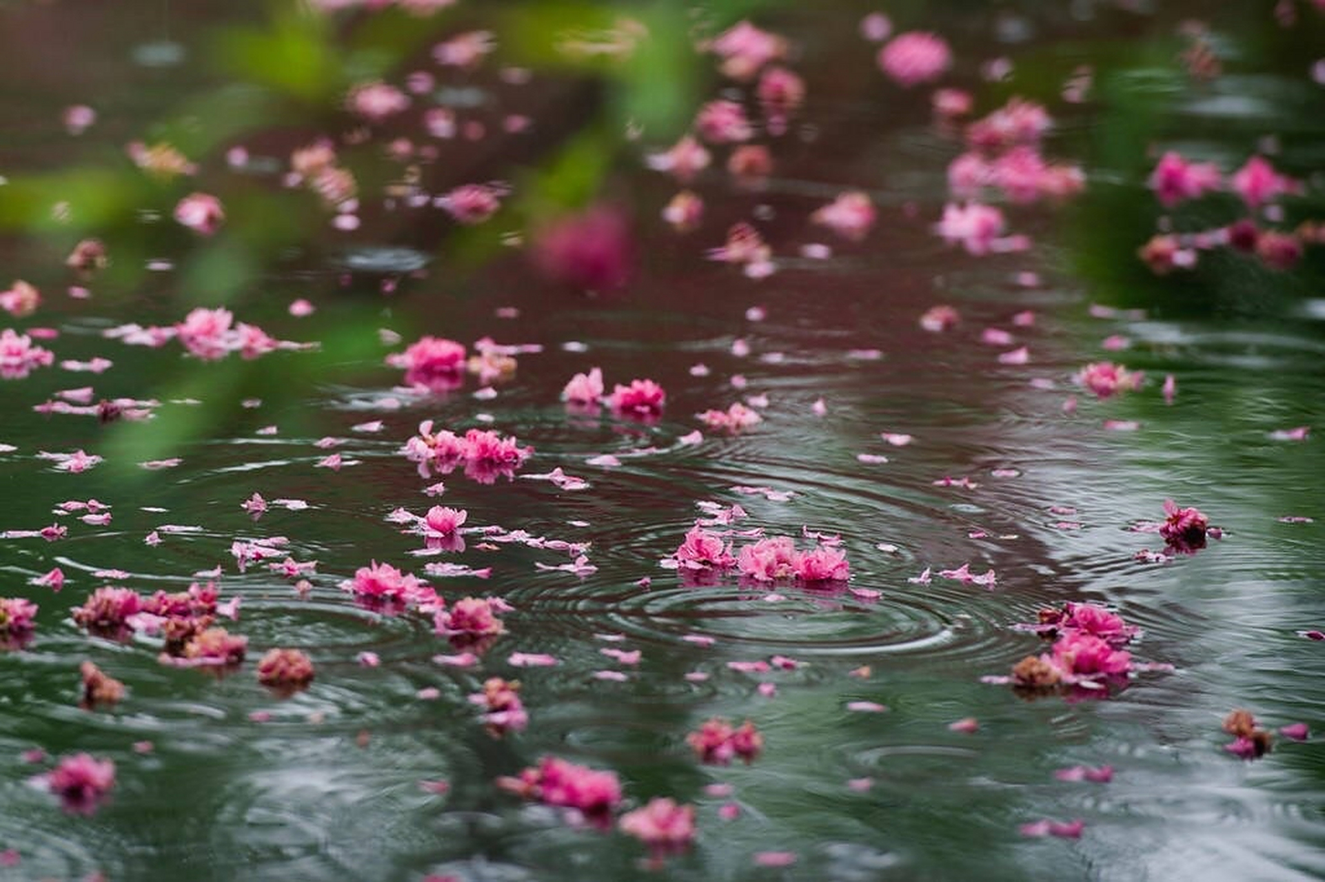 荷箭池塘出水呼,桃花枝上渐稀疏. 风敲花瓣胭脂雨