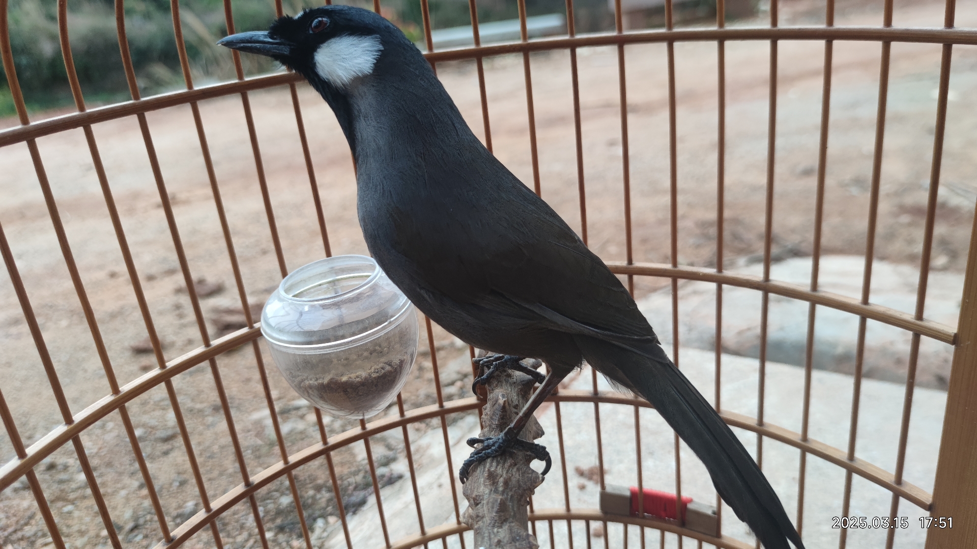 现在养鸟就是为了圆儿时的一个梦,纯属个人爱好#珊瑚鸟