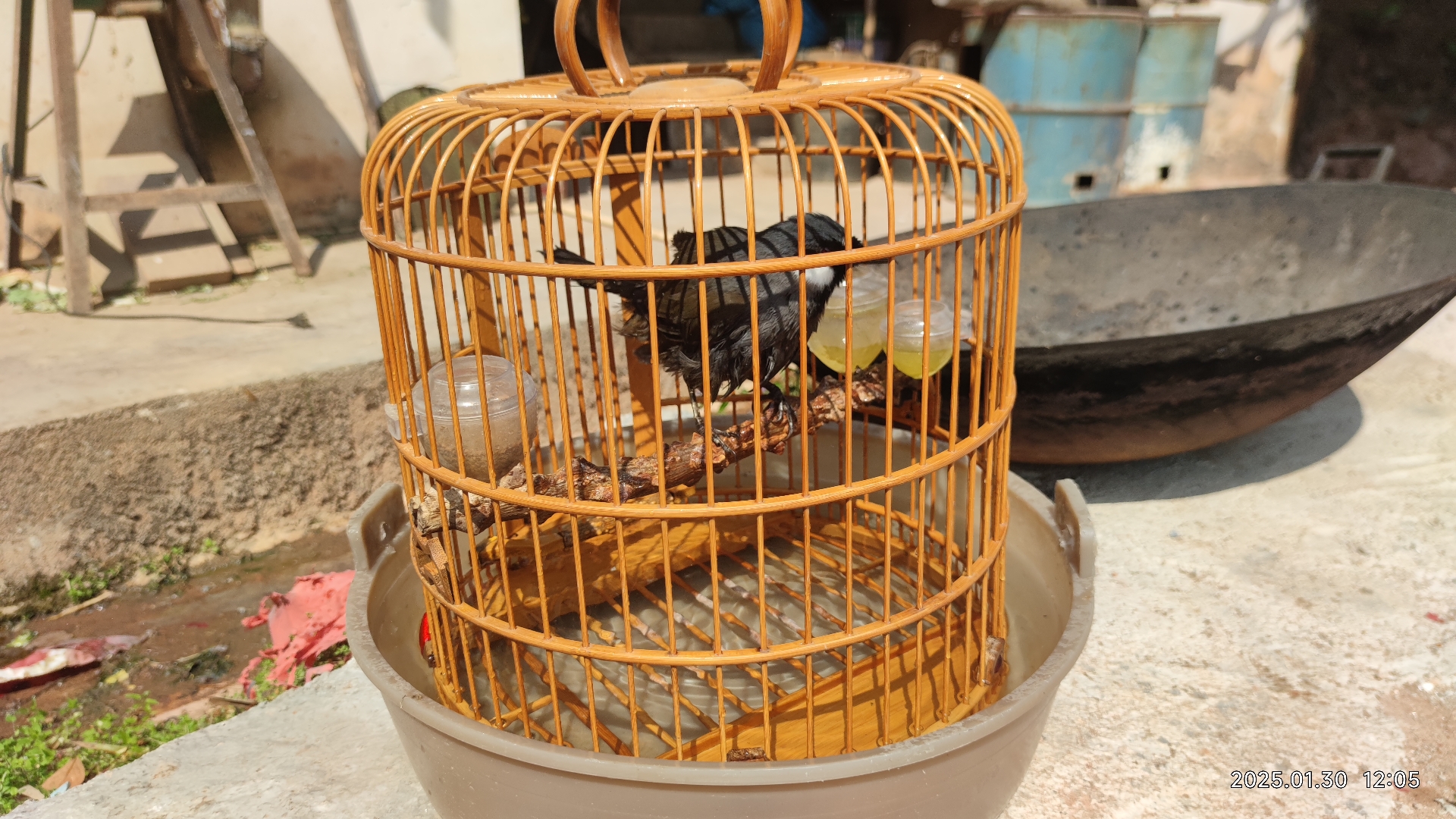 我家的宠鸟两个月没有洗澡了,今天让它洗过够#珊瑚鸟