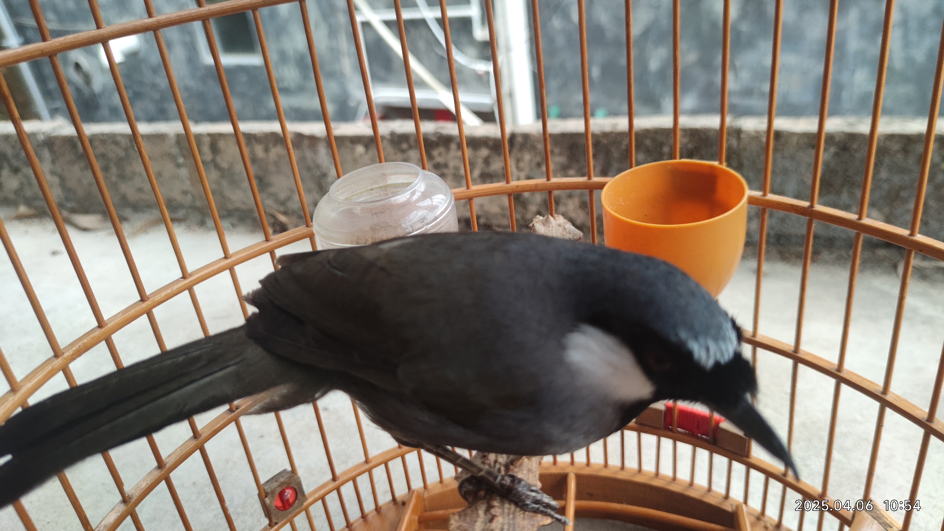 主要以黑色,白色和红色为主,看起来就像是海底的珊瑚礁一样美丽