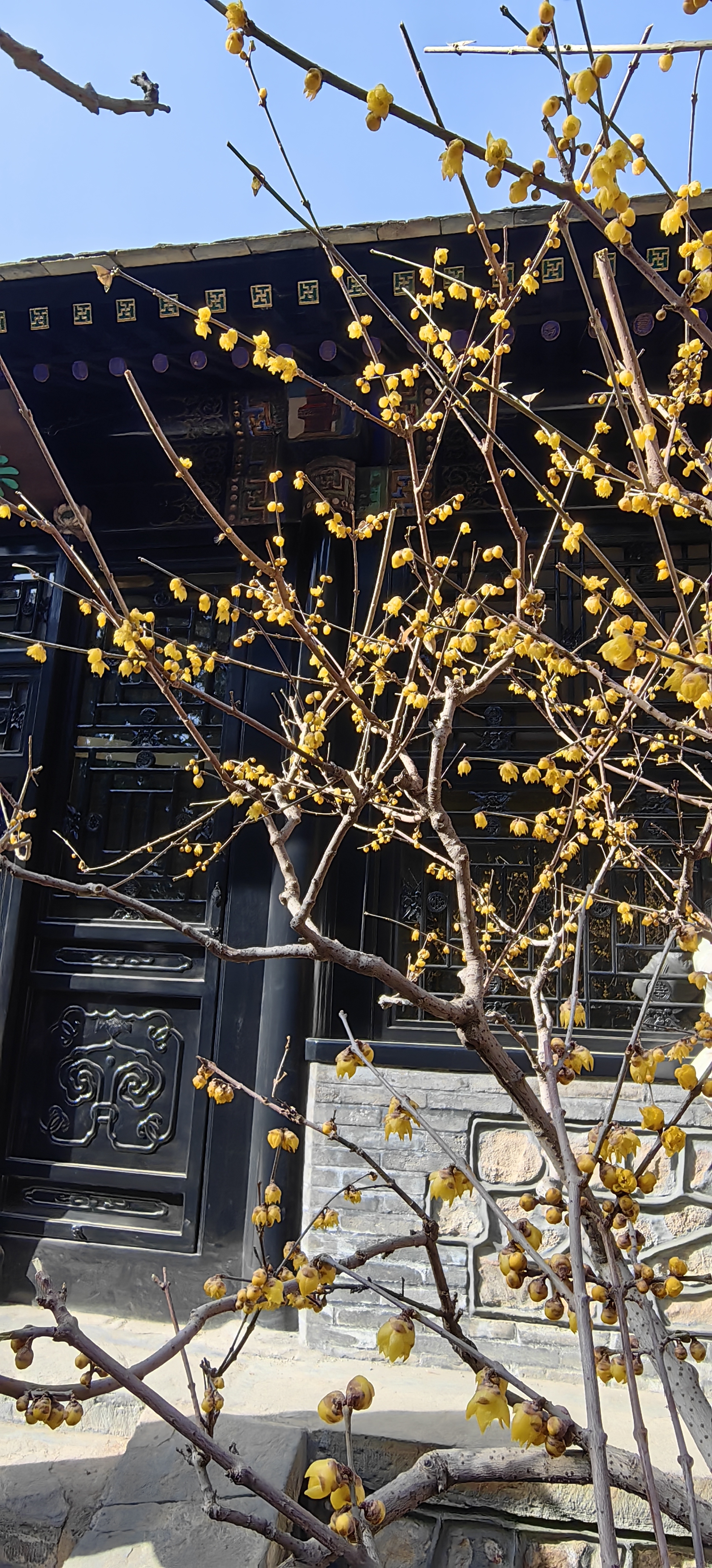 的乐农轩,忆苦思甜,其实她老人家根本就不喜欢这个颐和园乐农轩的梅花