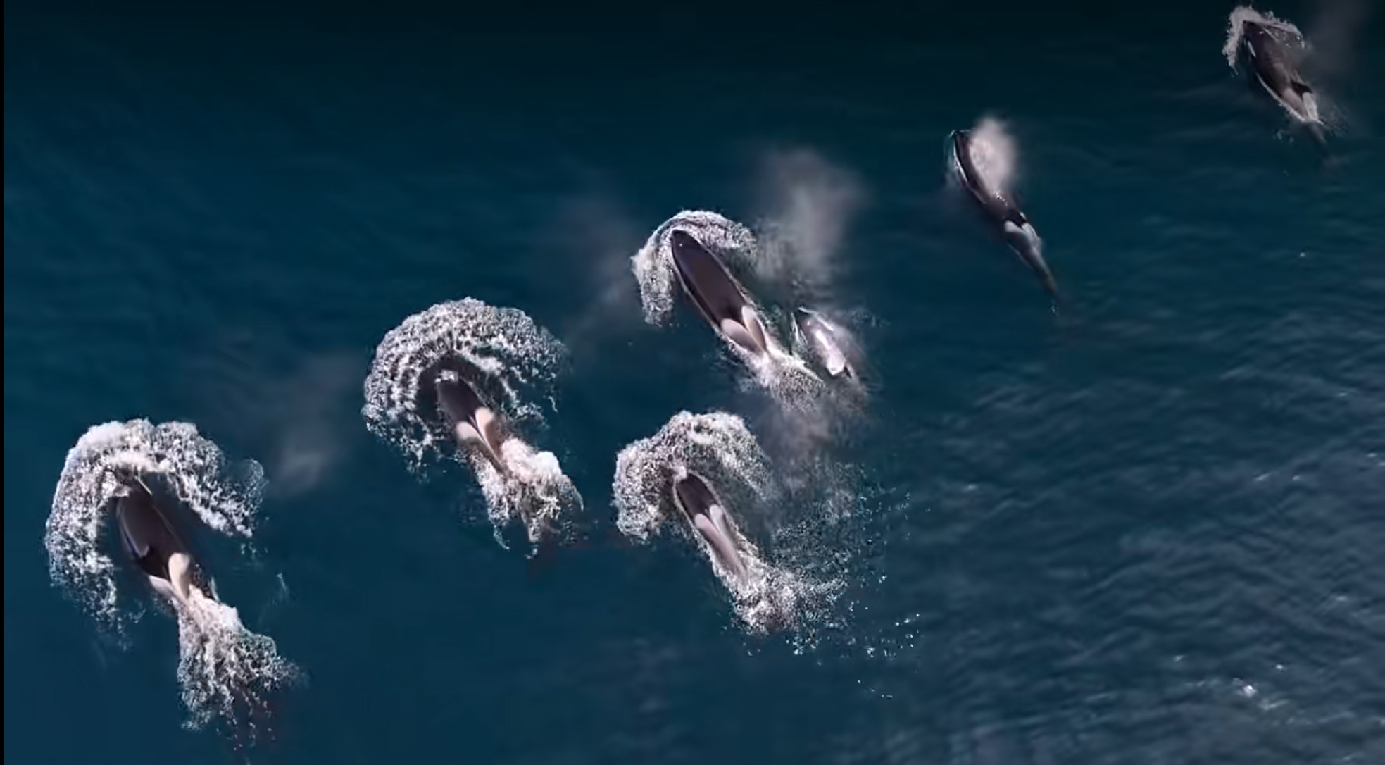 虎鲸捕猎灰鲸幼崽