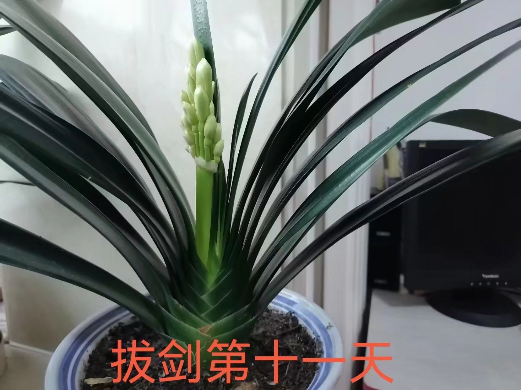 大胜利君子兰第一次开花过程,美美哒!