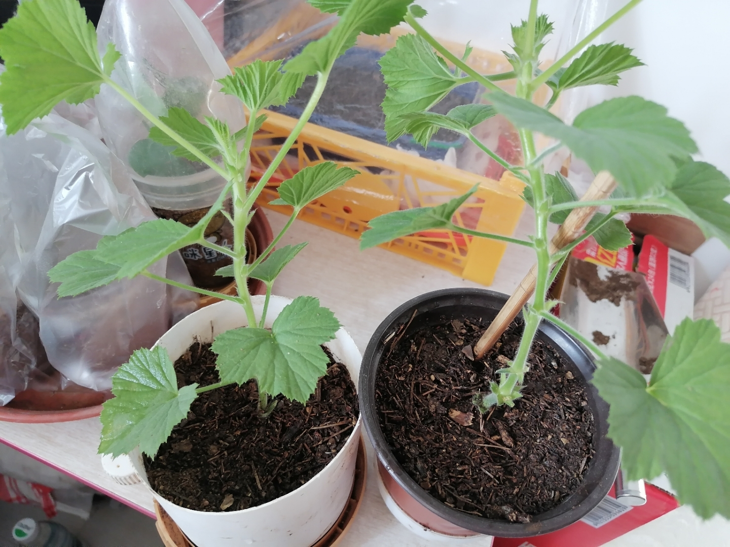 10月30号扦插两颗蝴蝶梅,期待它的生根发芽开花