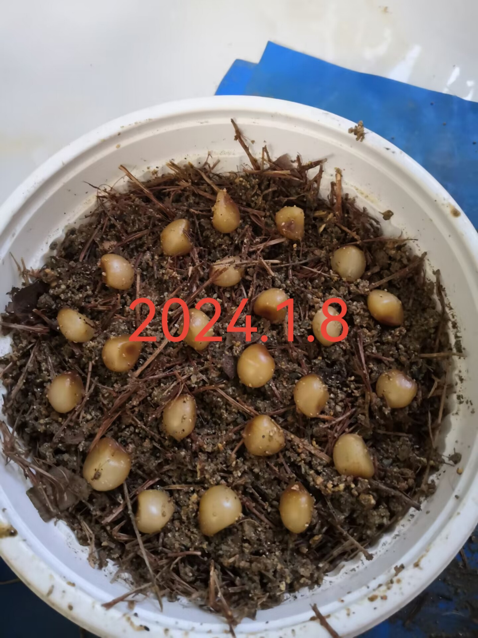 种了二十三个君子兰种子,十八天了,今天翻看已经有十五六个发芽了