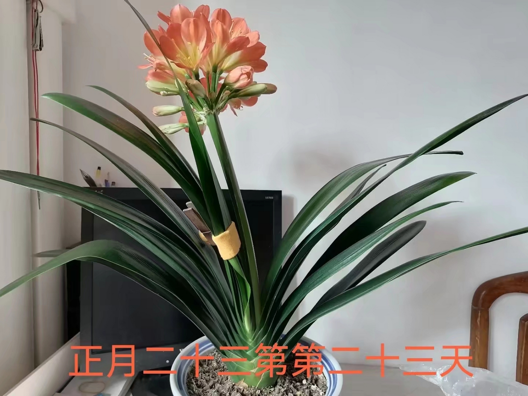 大胜利君子兰第一次开花过程,美美哒!