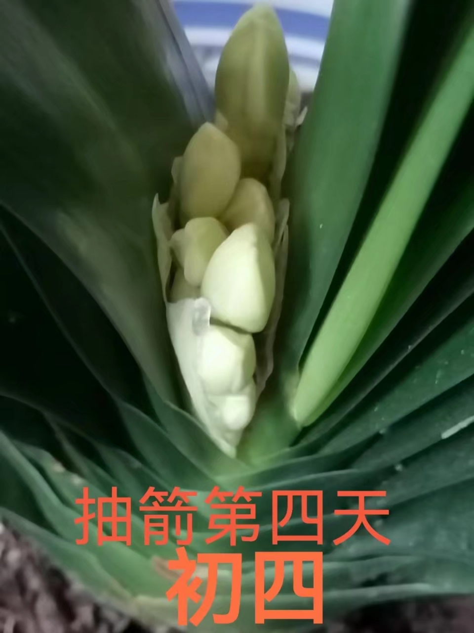 大胜利君子兰第一次开花过程,美美哒!