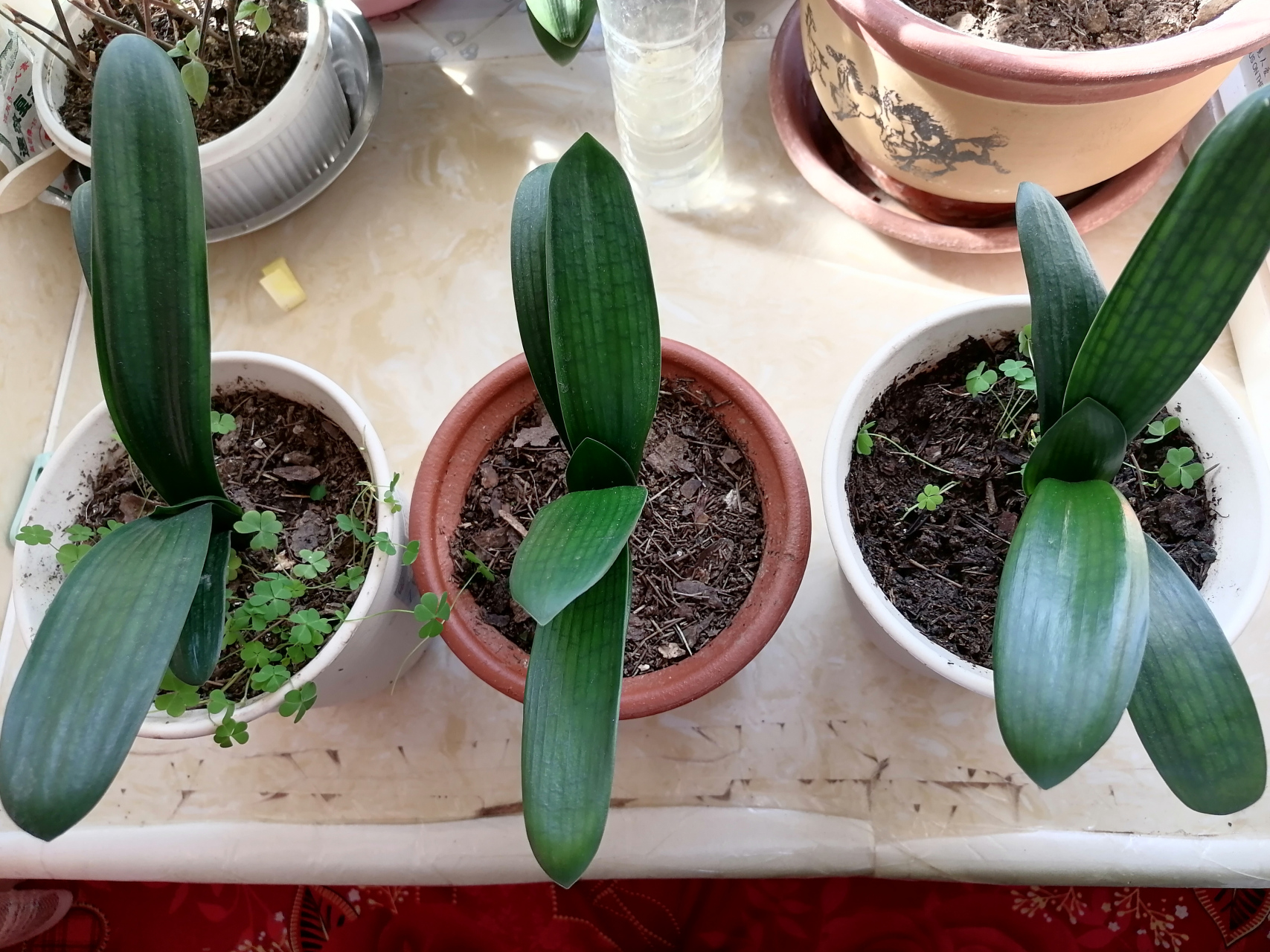 种植一年的君子兰小苗,生长状态