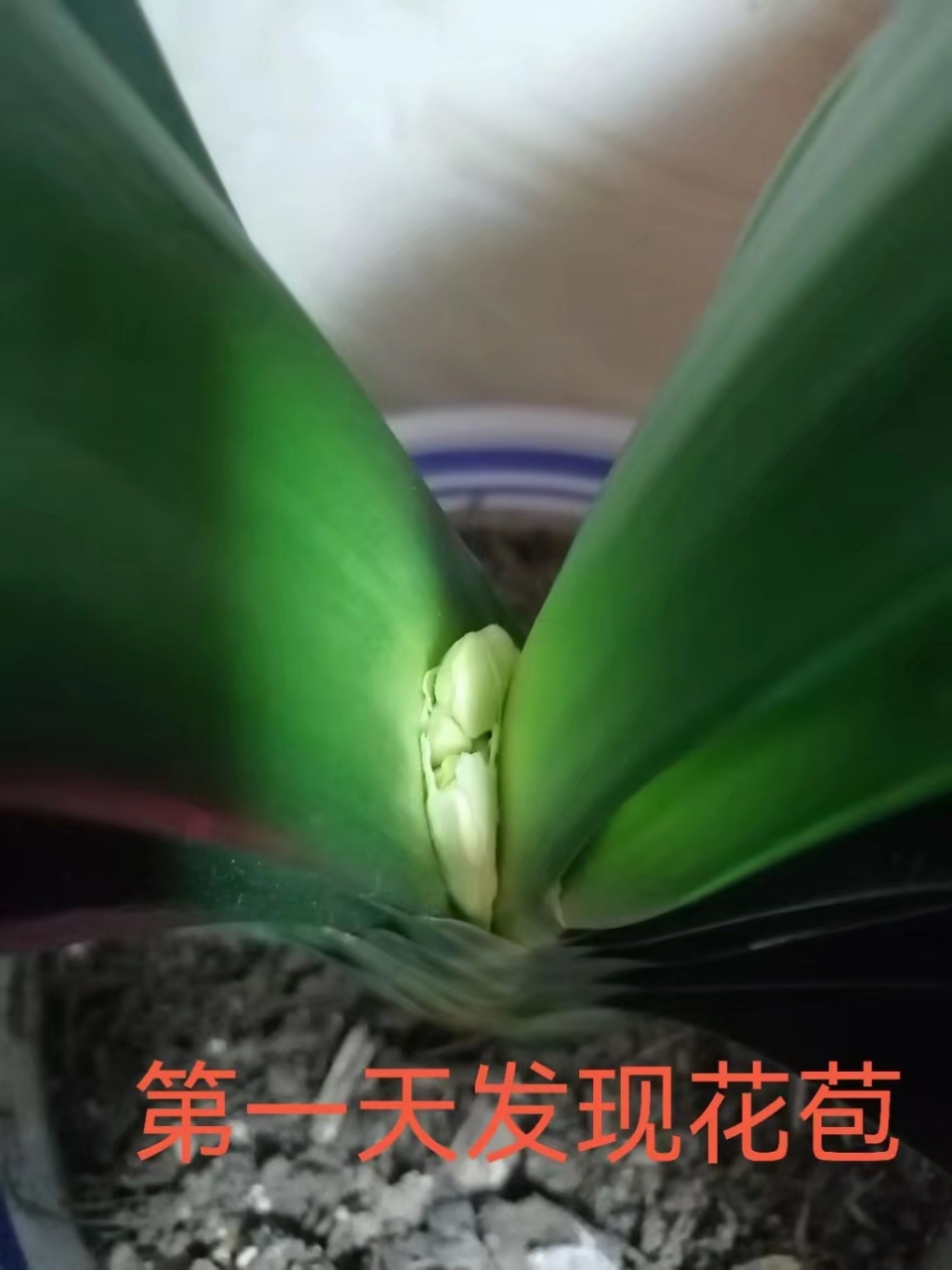 大胜利君子兰第一次开花过程,美美哒!