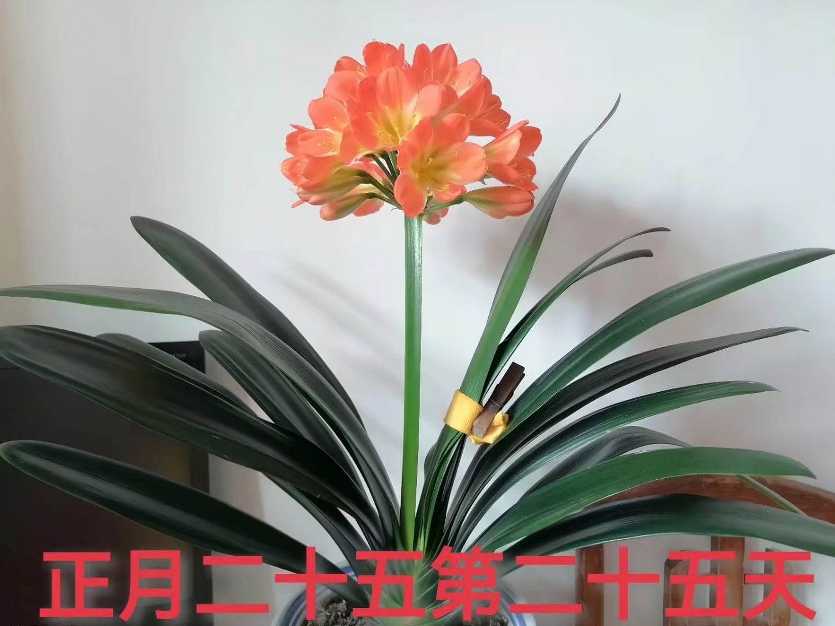 大胜利君子兰第一次开花过程,美美哒!