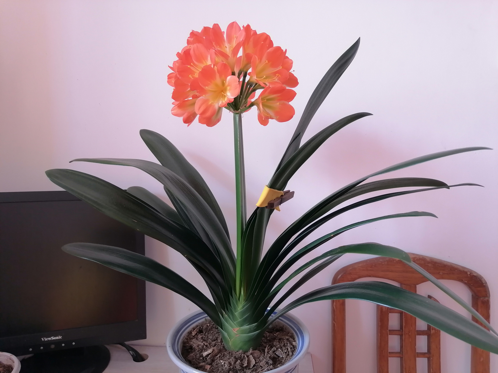 大胜利君子兰第一次开花过程,美美哒!