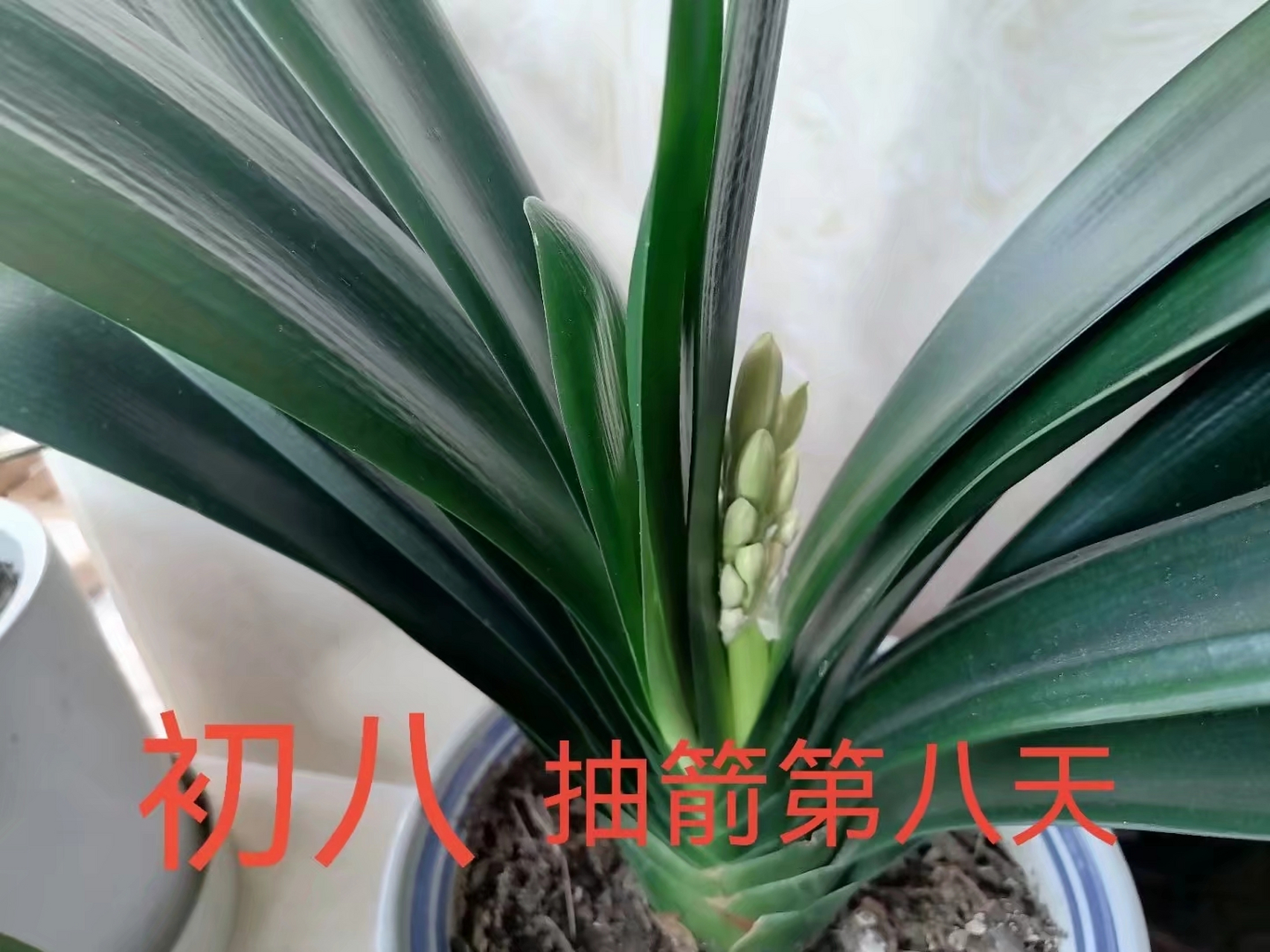 大胜利君子兰第一次开花过程,美美哒!