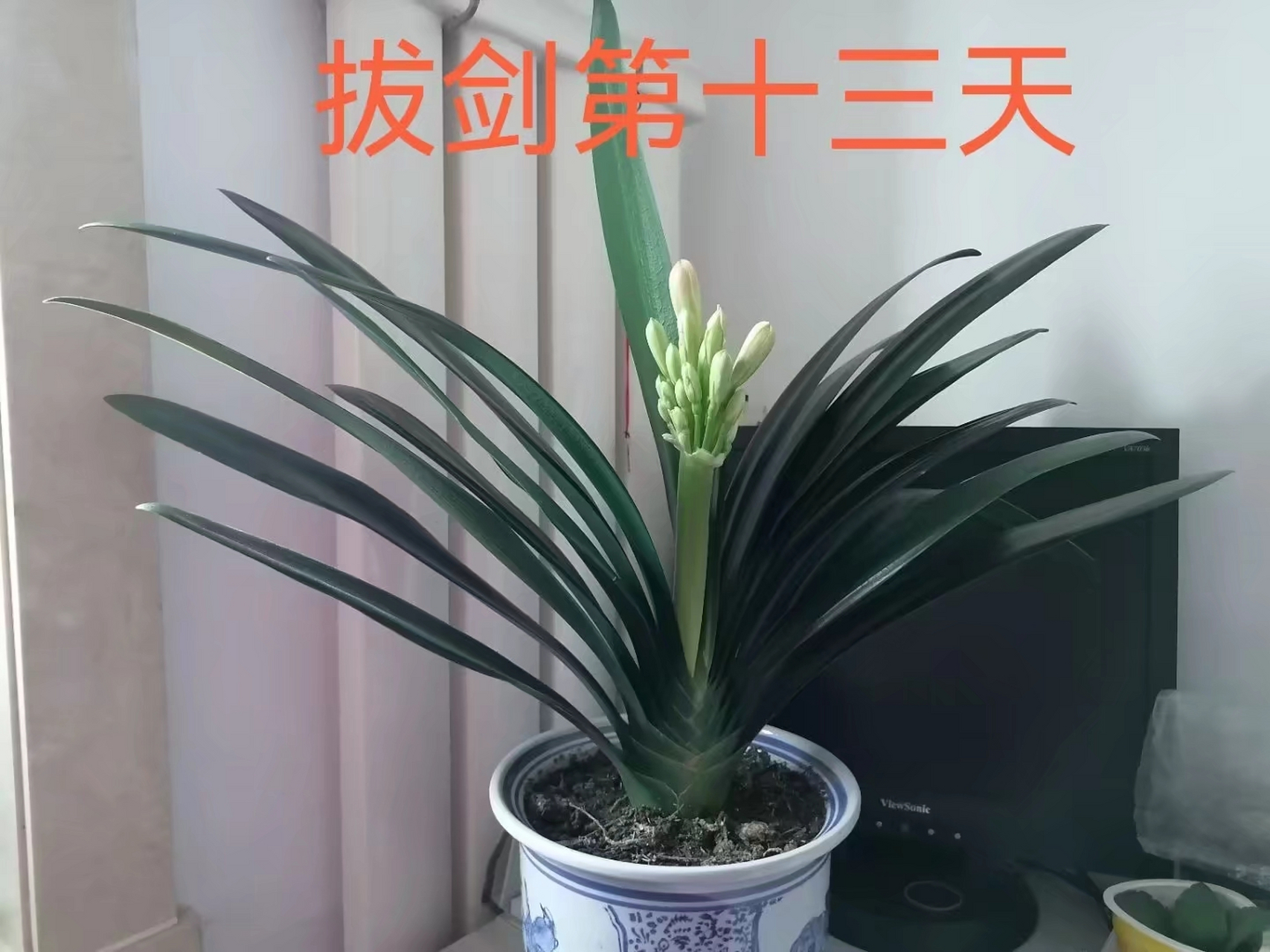 大胜利君子兰第一次开花过程,美美哒!