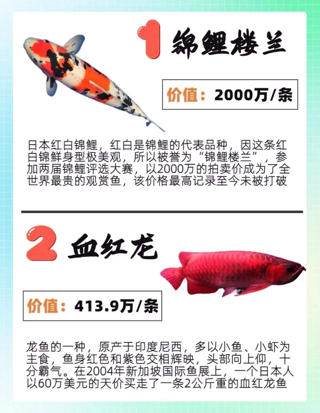 世界十大最贵观赏鱼 1,锦鲤楼兰2000万/条 2,血红龙413.
