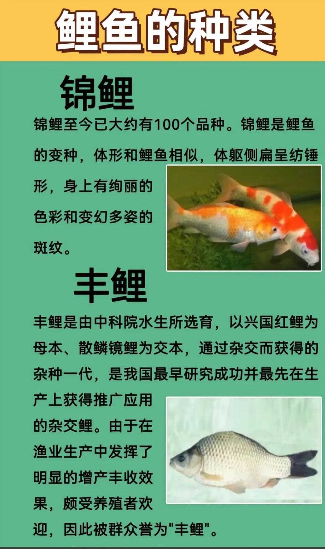 这些鲤鱼千万别钓,违法!