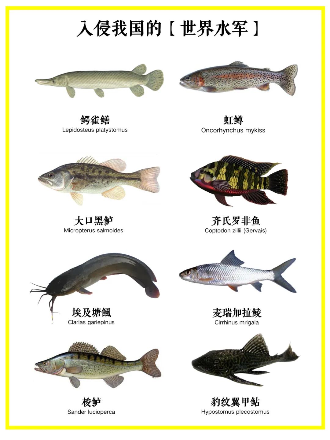 这些鱼正在破坏我国生态水系