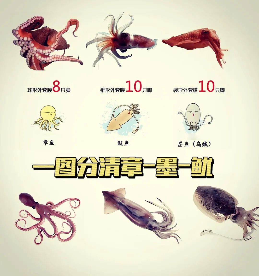 鱿鱼和墨鱼,章鱼的不同之处在哪呢?