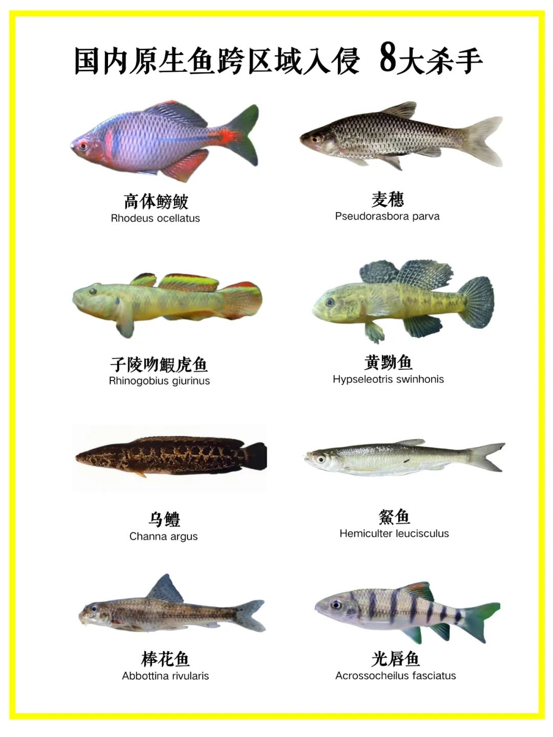 中国淡水鱼种类丰富,但许多"本地鱼"因人为引入非原生水域,化身"生态