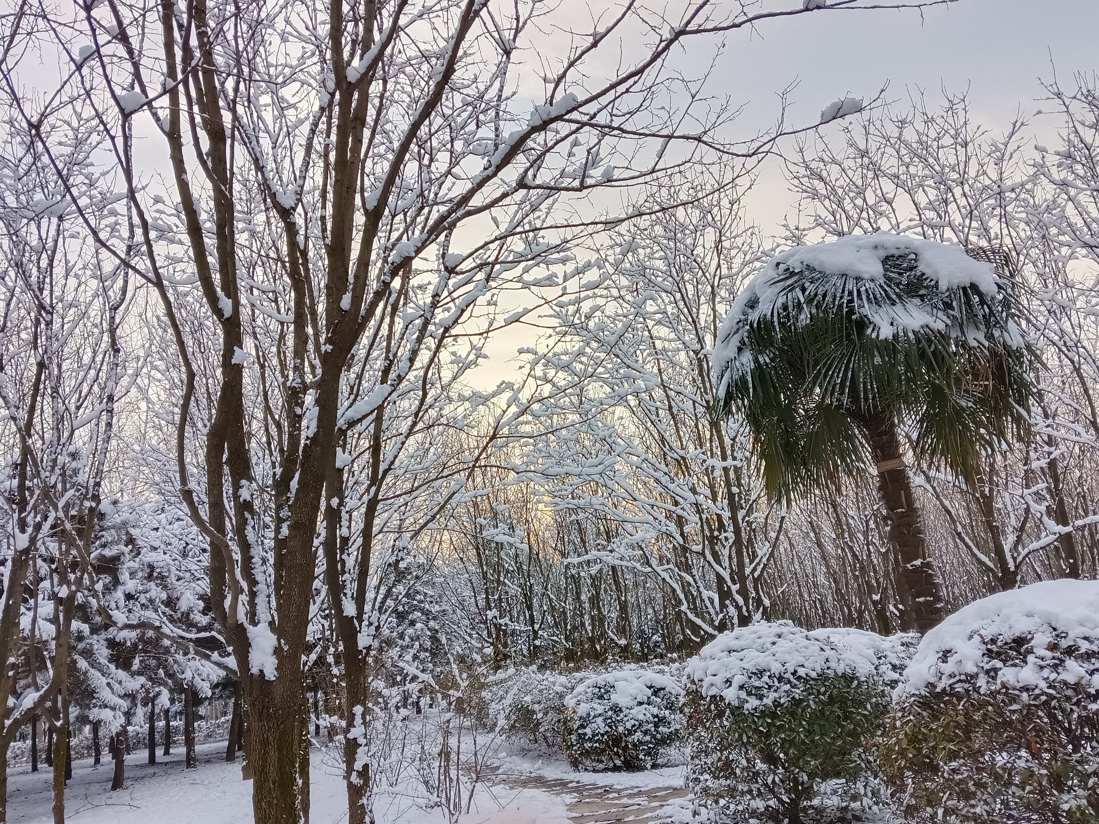 天国的树雪景图片