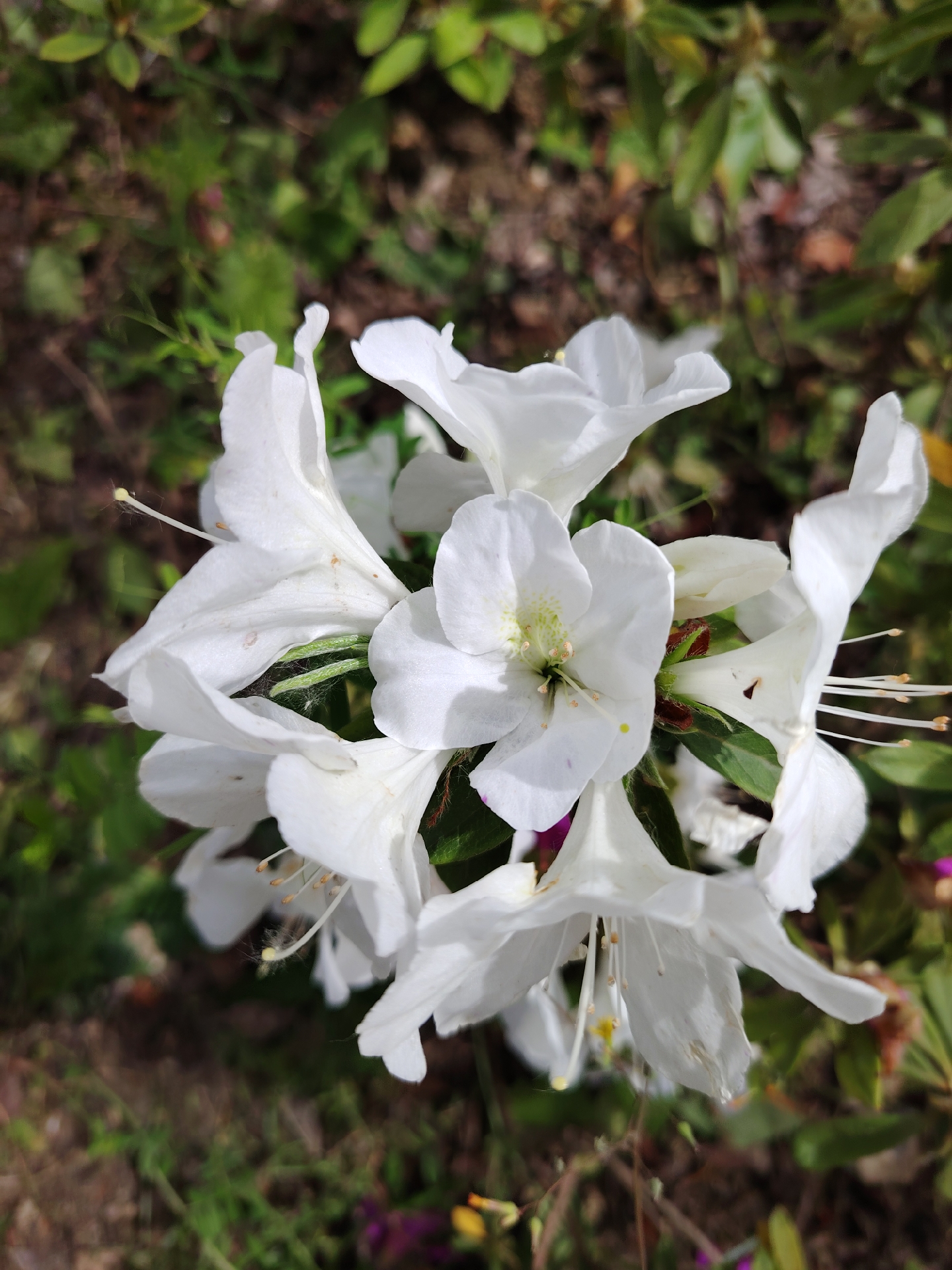 杜鹃花都是粉色居多,今天难得见到一株白色杜鹃花,分享于你们也见一见