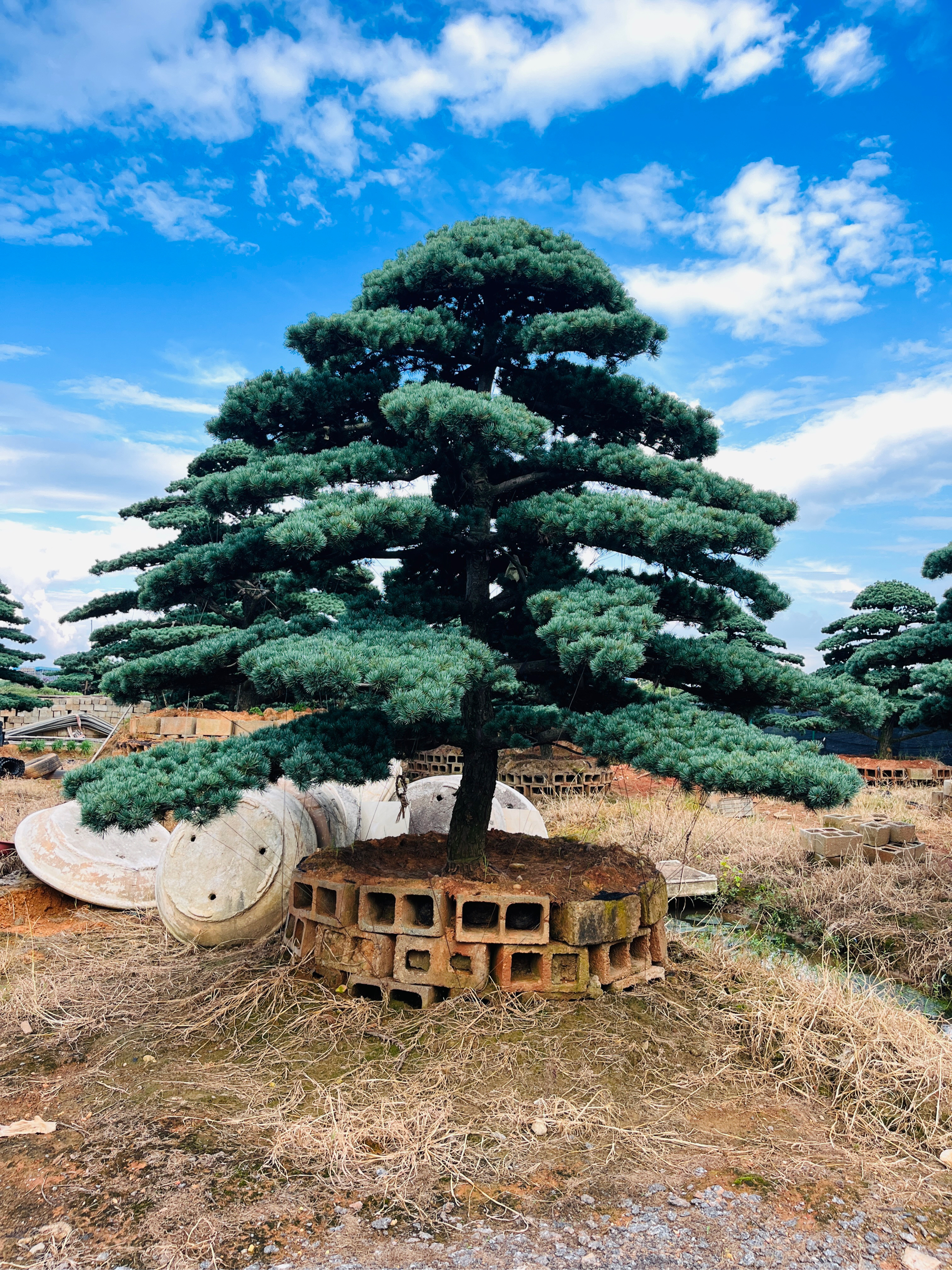 丛林式五针松盆景图片图片