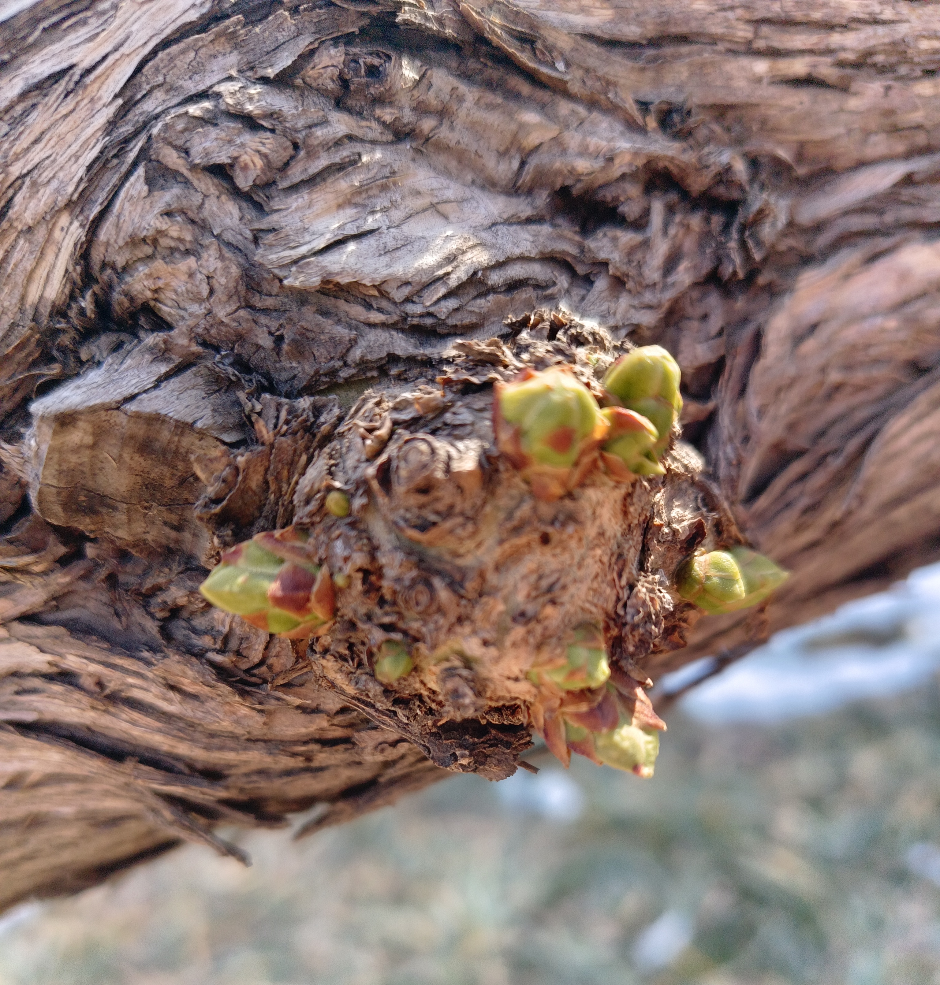 丁香花          泰三周 沃土根深树干壮, 丁香花开美芬芳.