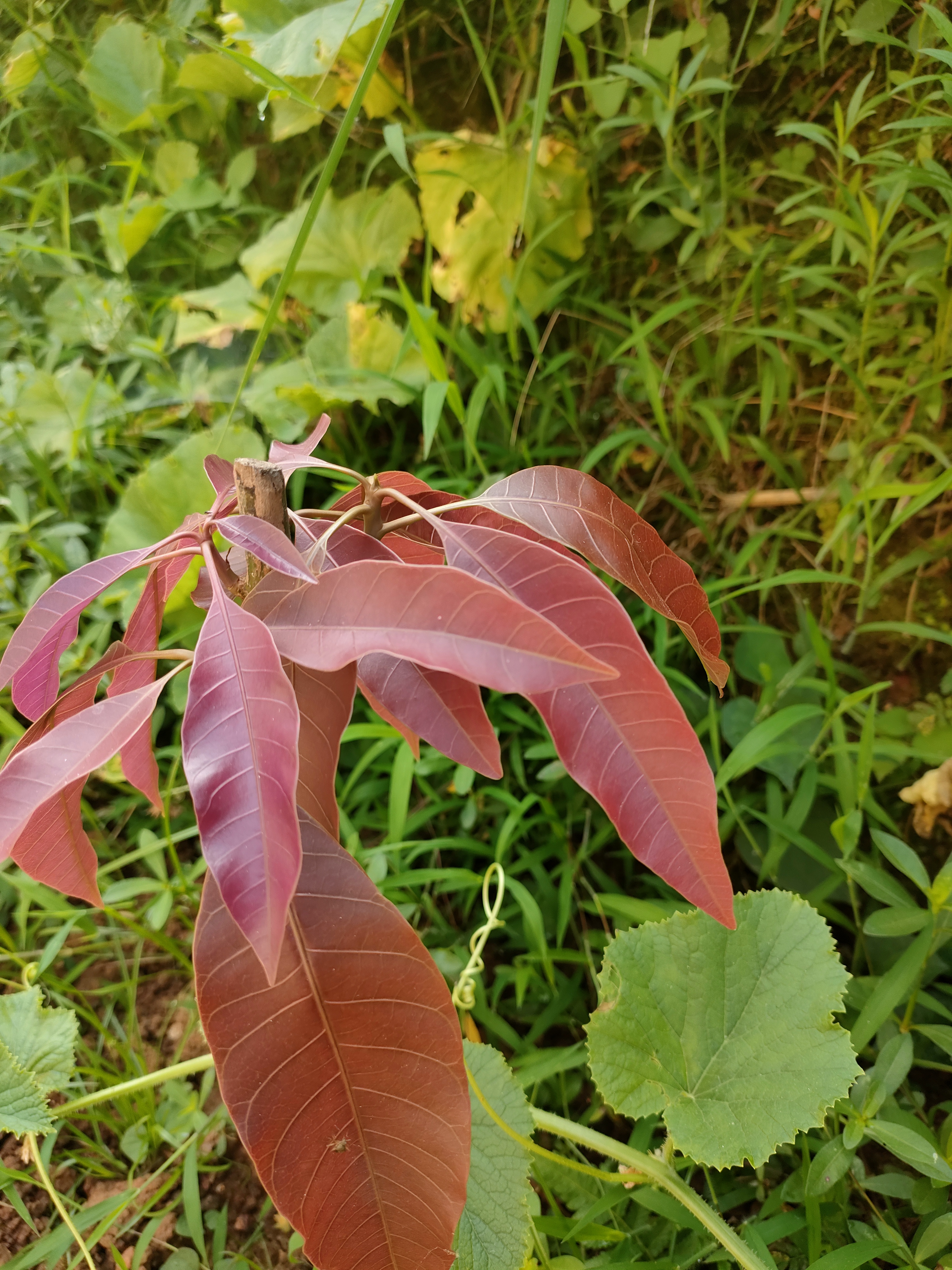 这是我网上买的榴莲树