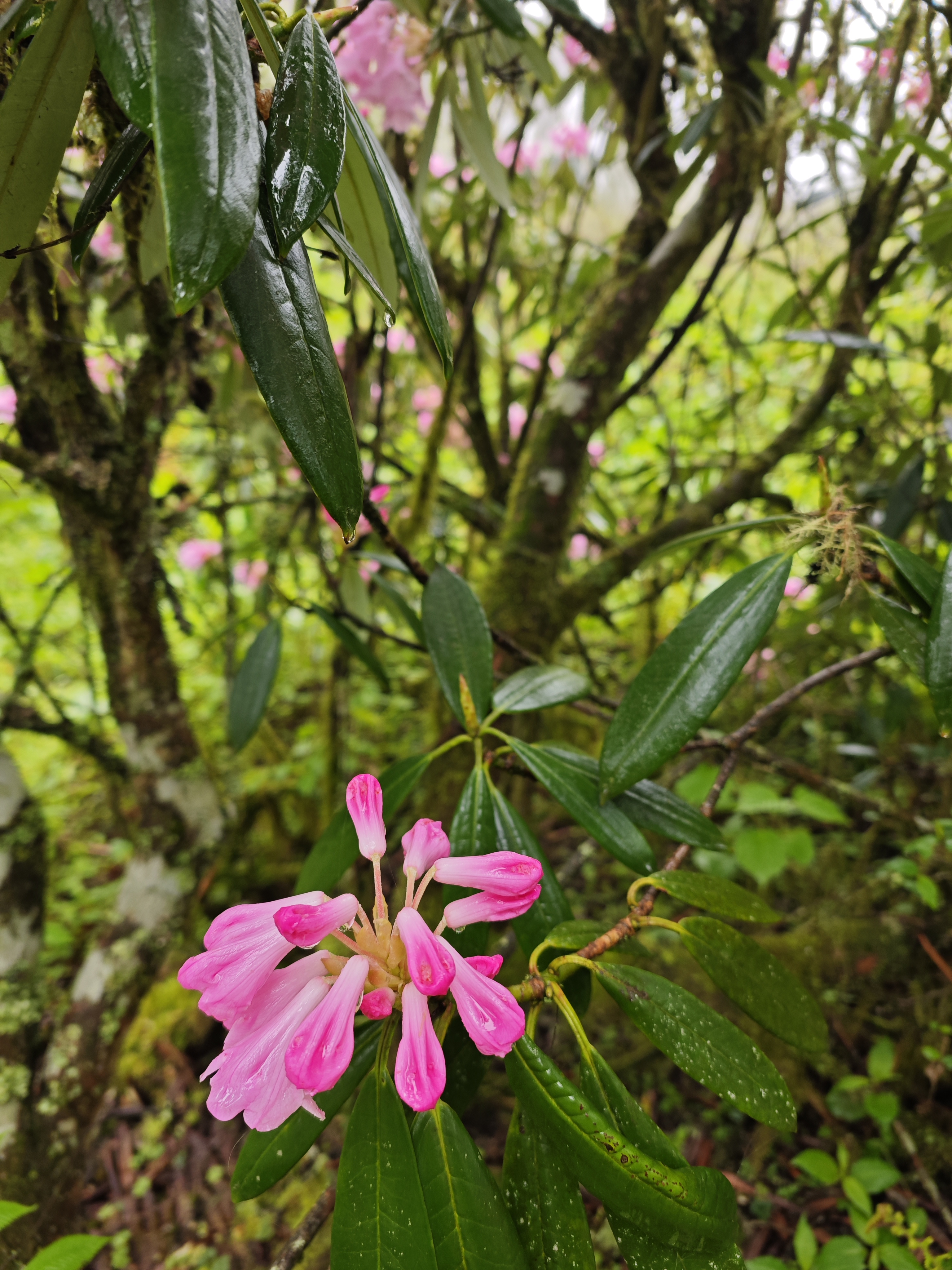 野生杜鹃花