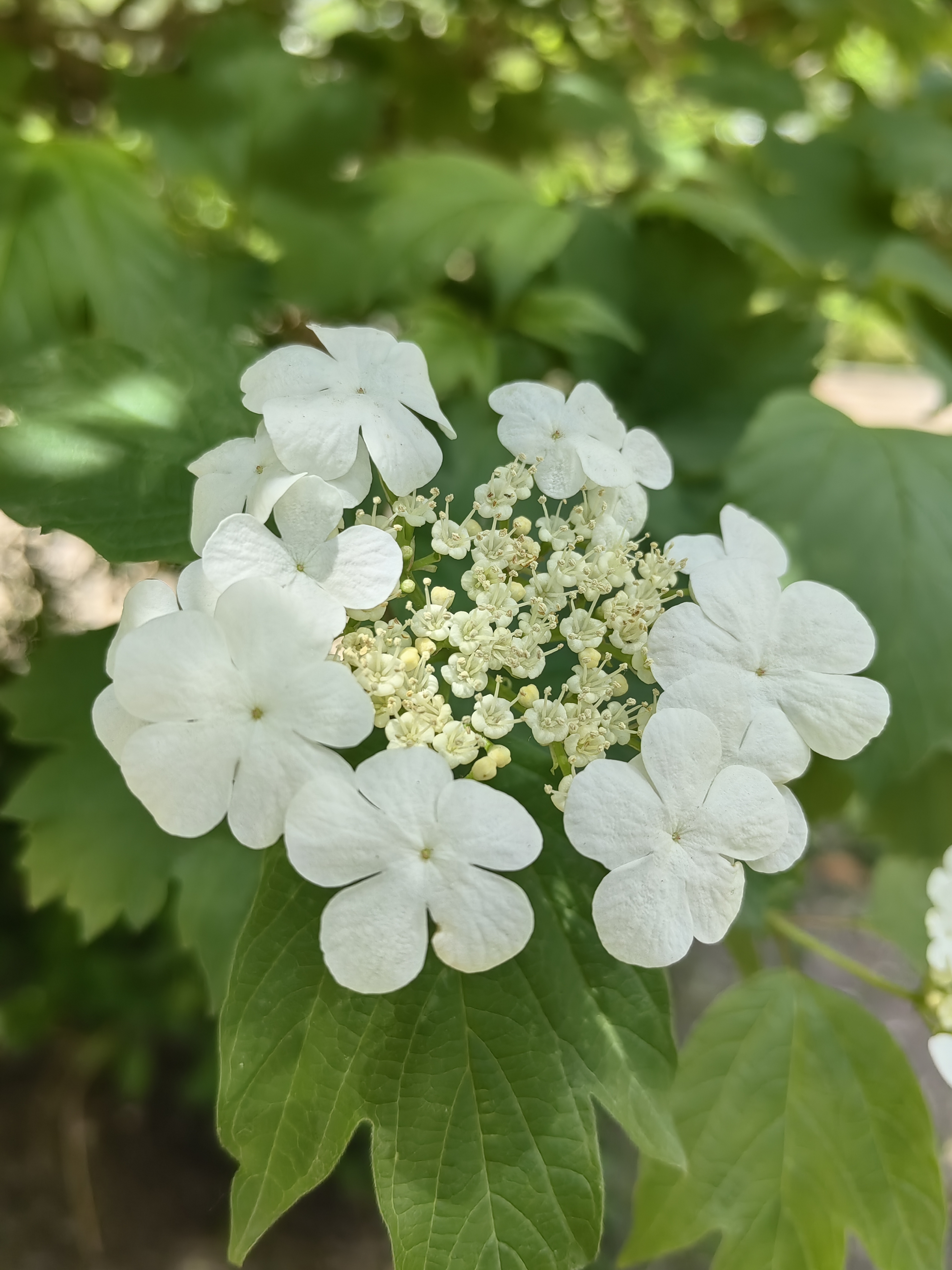 盛开的欧洲荚蒾