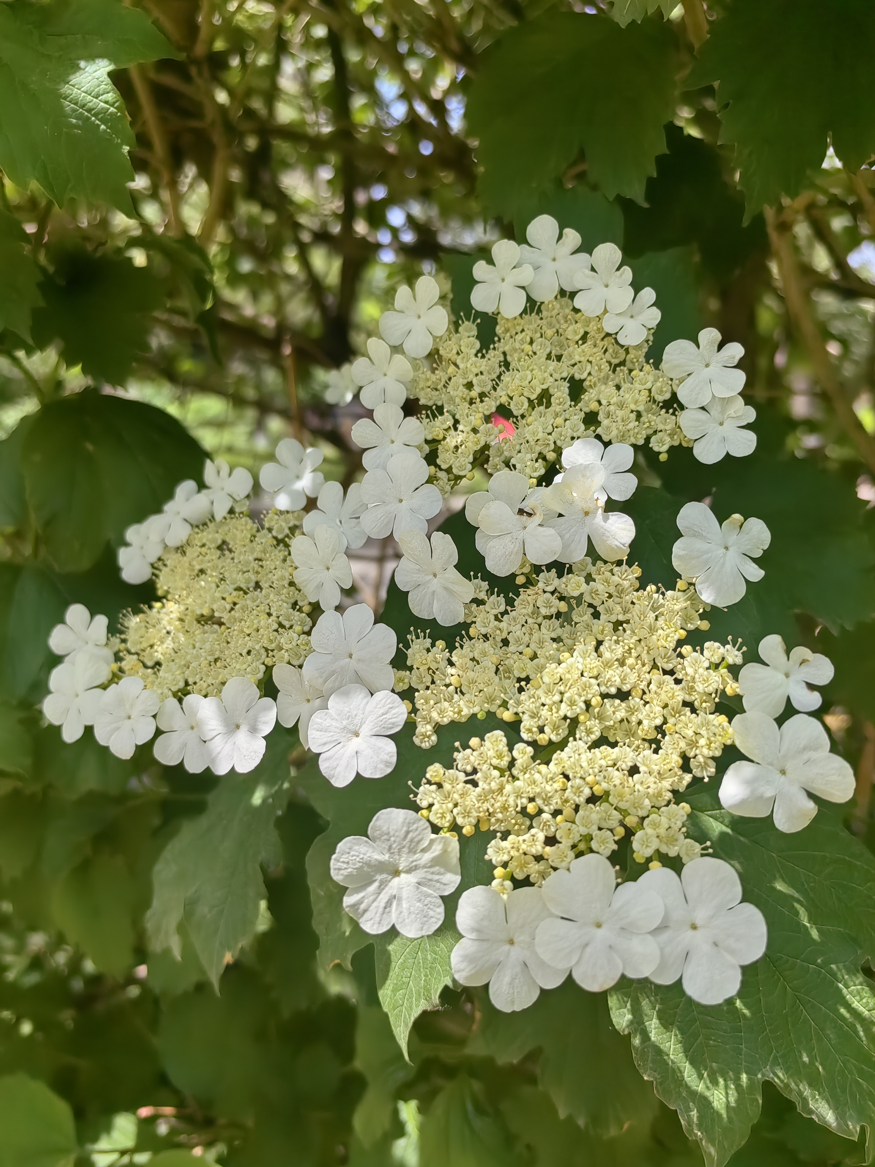 盛开的欧洲荚蒾