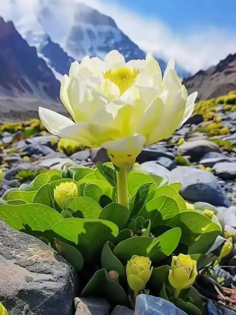 雪莲花图片大全野生图片