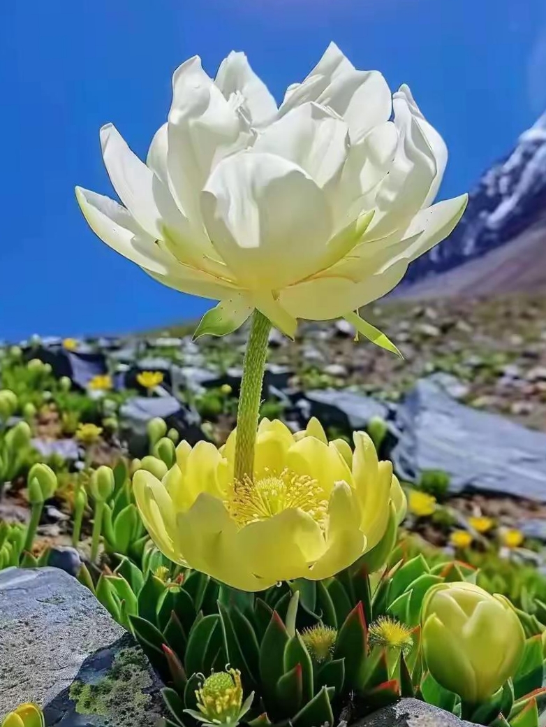 雪莲花图片大全野生图片