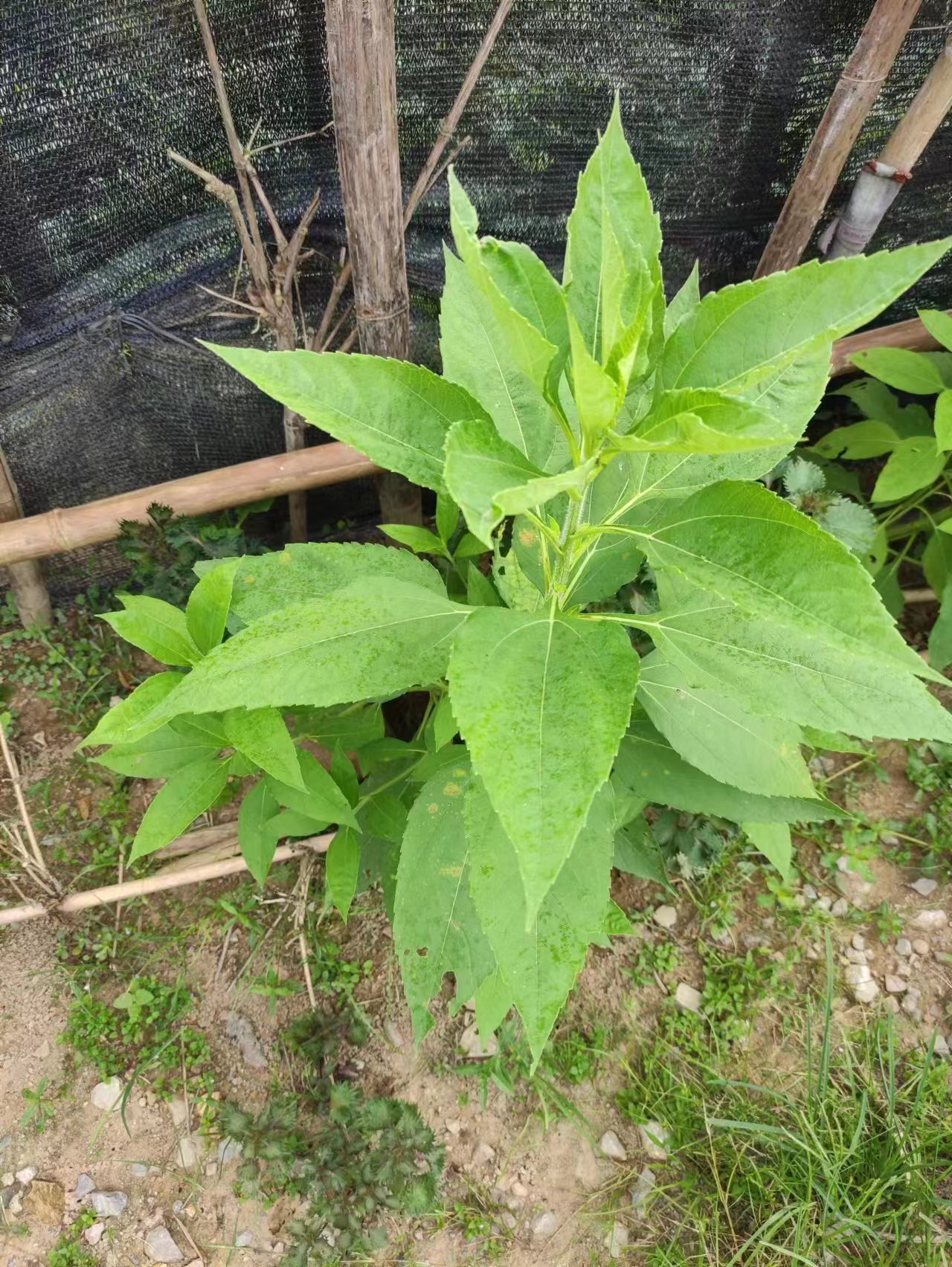 听说这是天麻苗?谁认识的请指教一下!