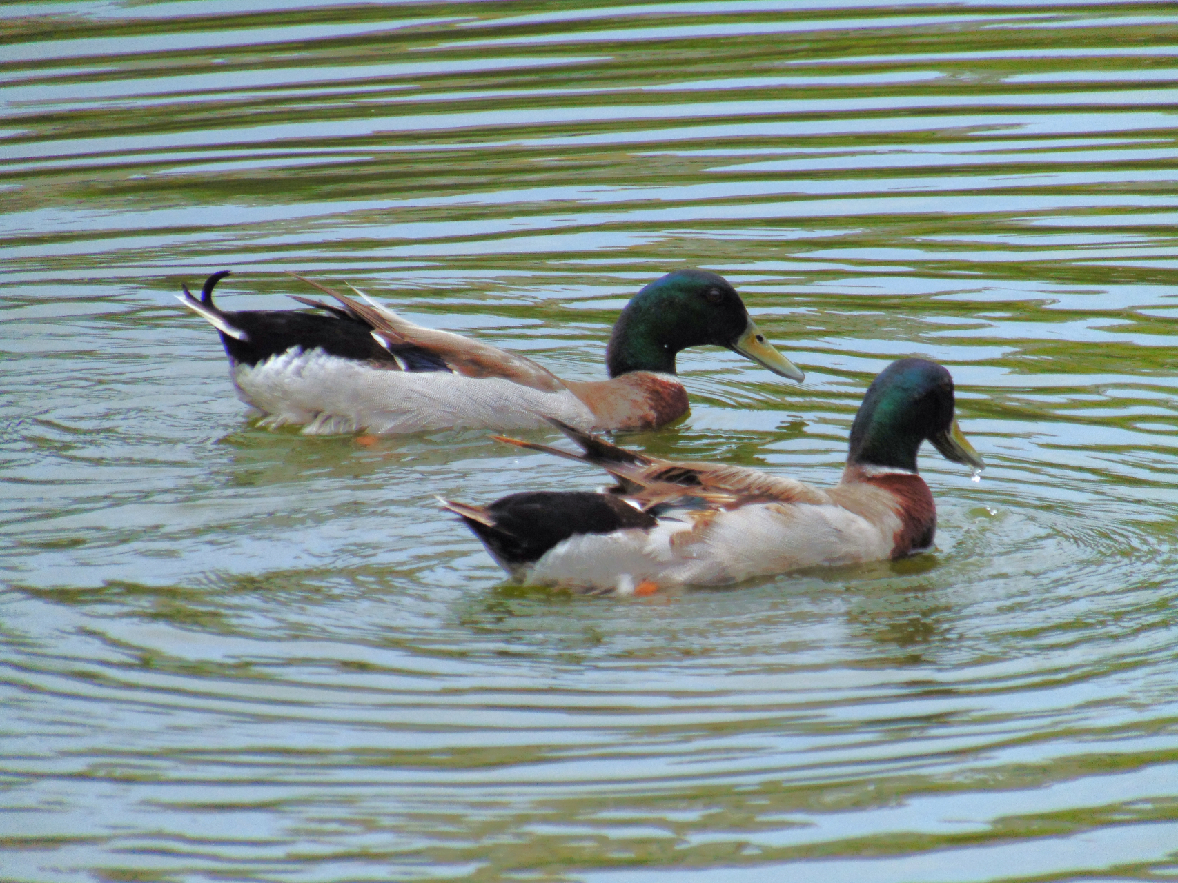 这是鸳鸯还是水鸭子?