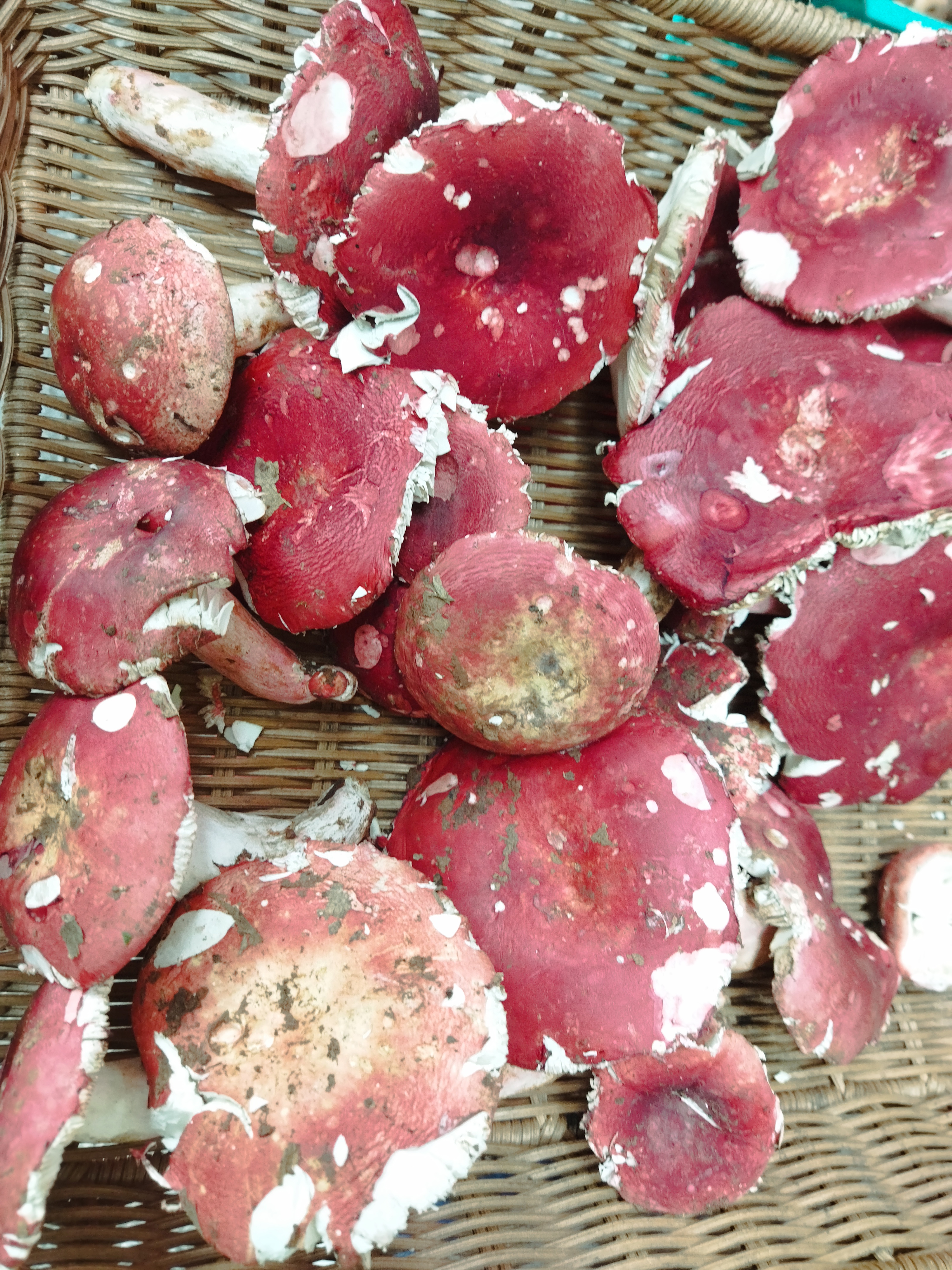 广西特产:非常漂亮的野生红菌!