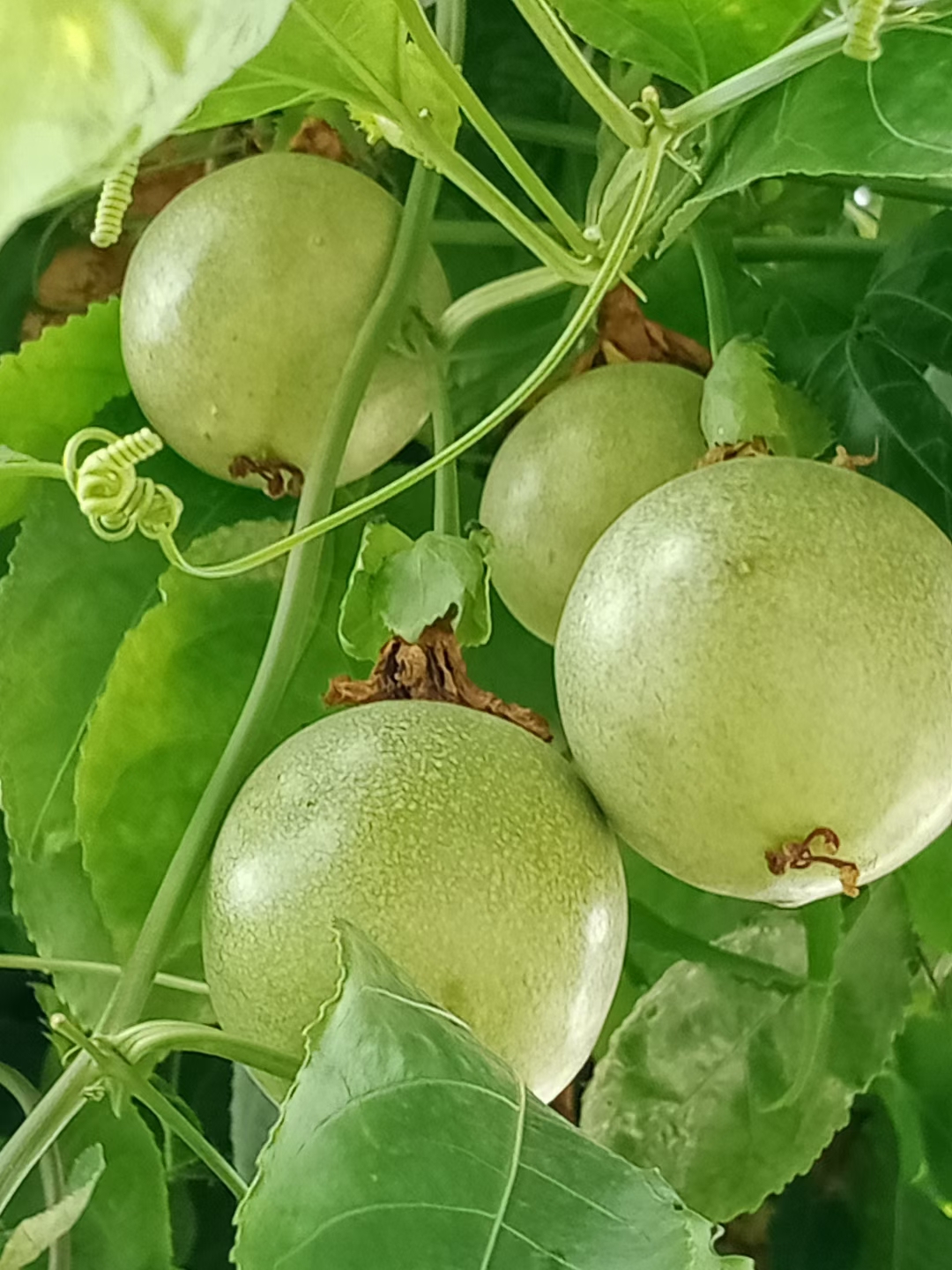 西番莲,又叫鸡蛋果,百香果,你吃过吗?